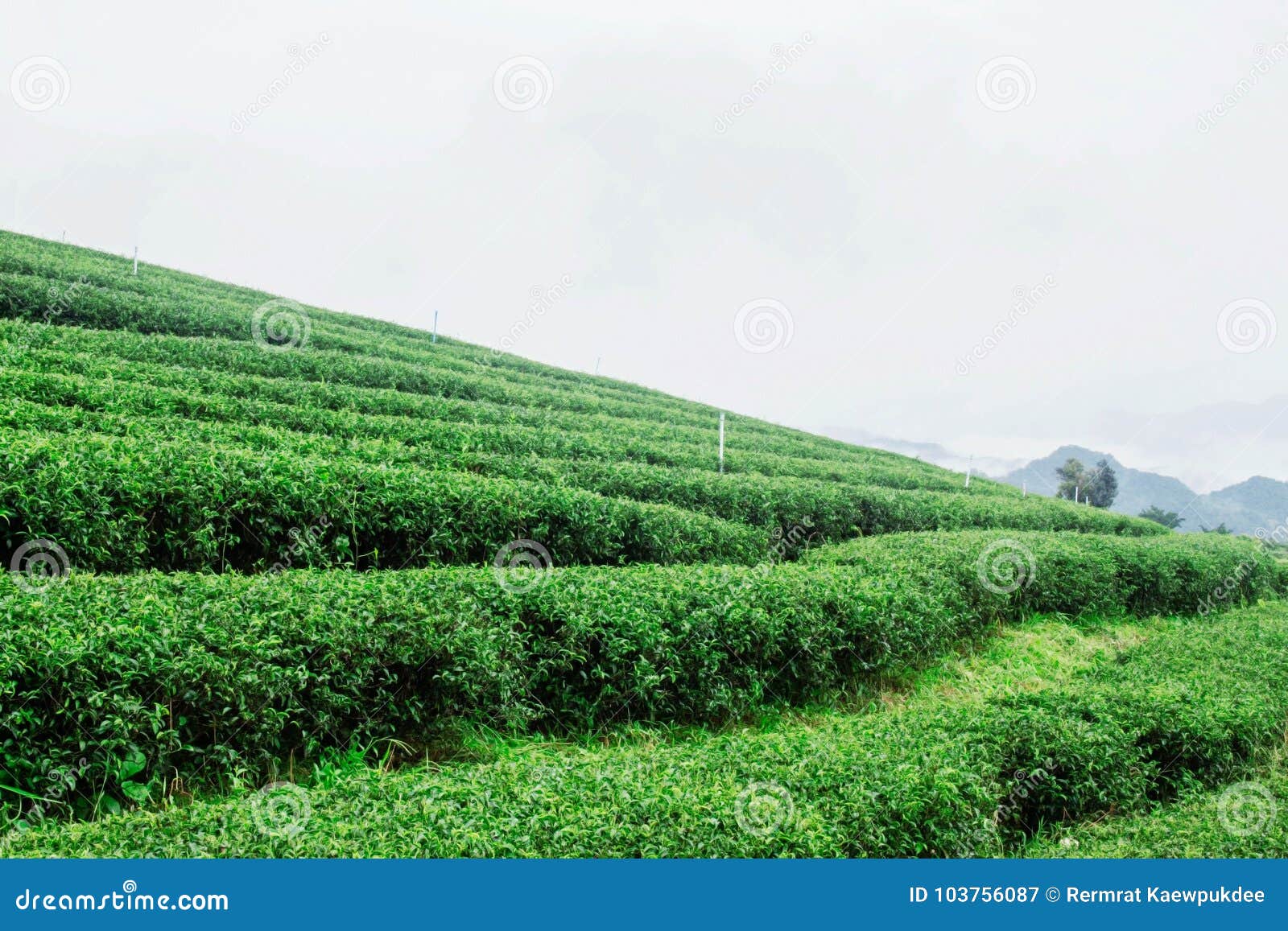 Tea Plantation with White Sky. Stock Image Image of harvest, fong