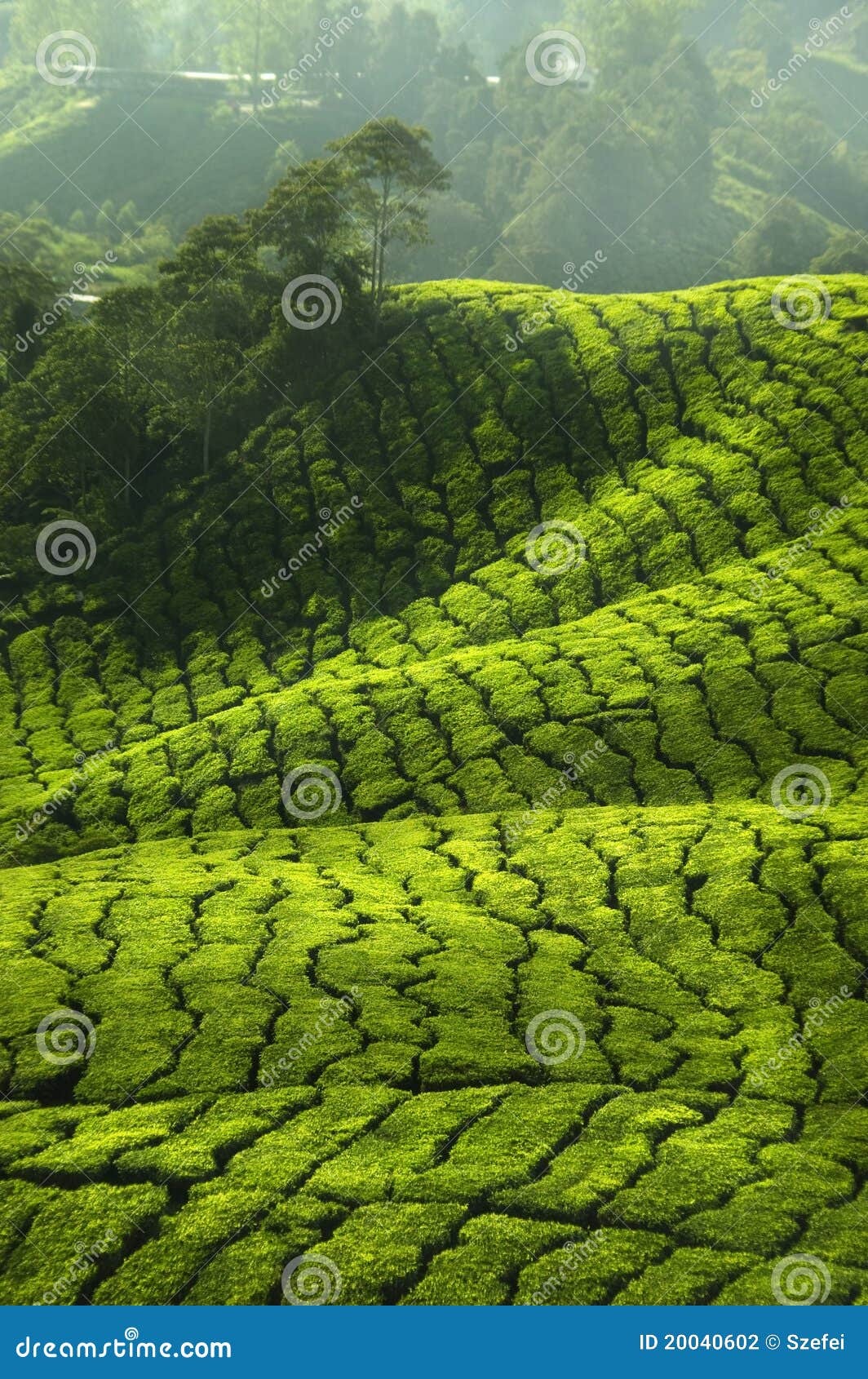 Tea Plantations stock photo. Image of garden, hill, cameron 20040602