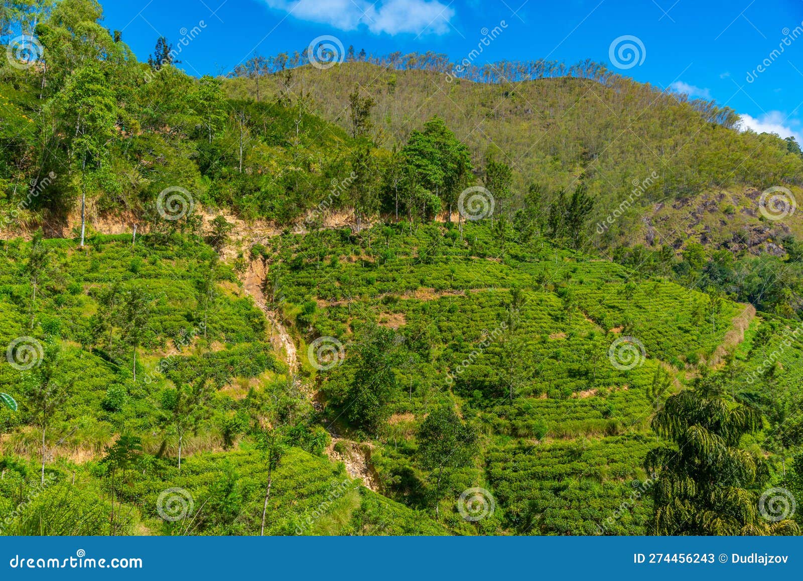 Tea Plantations Around Ella in Sri Lanka Stock Image Image of