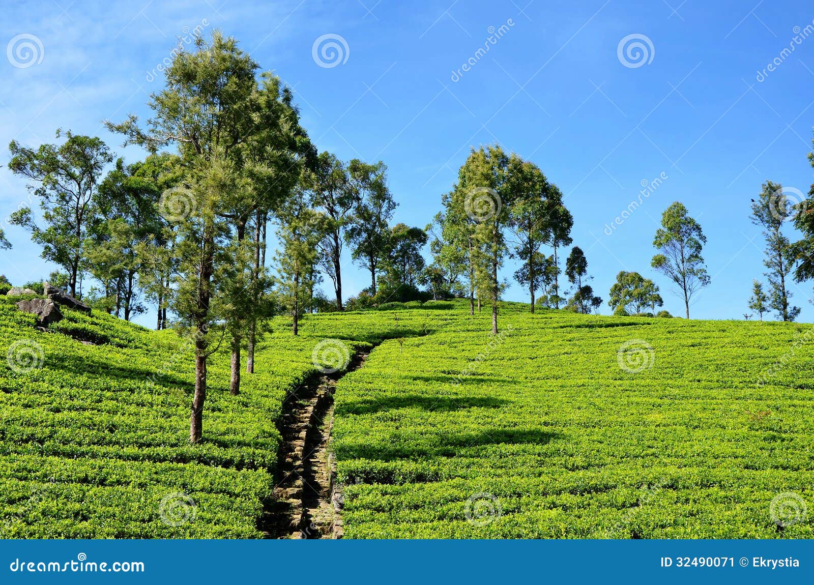 tea plantations, haputale, sri lanka
