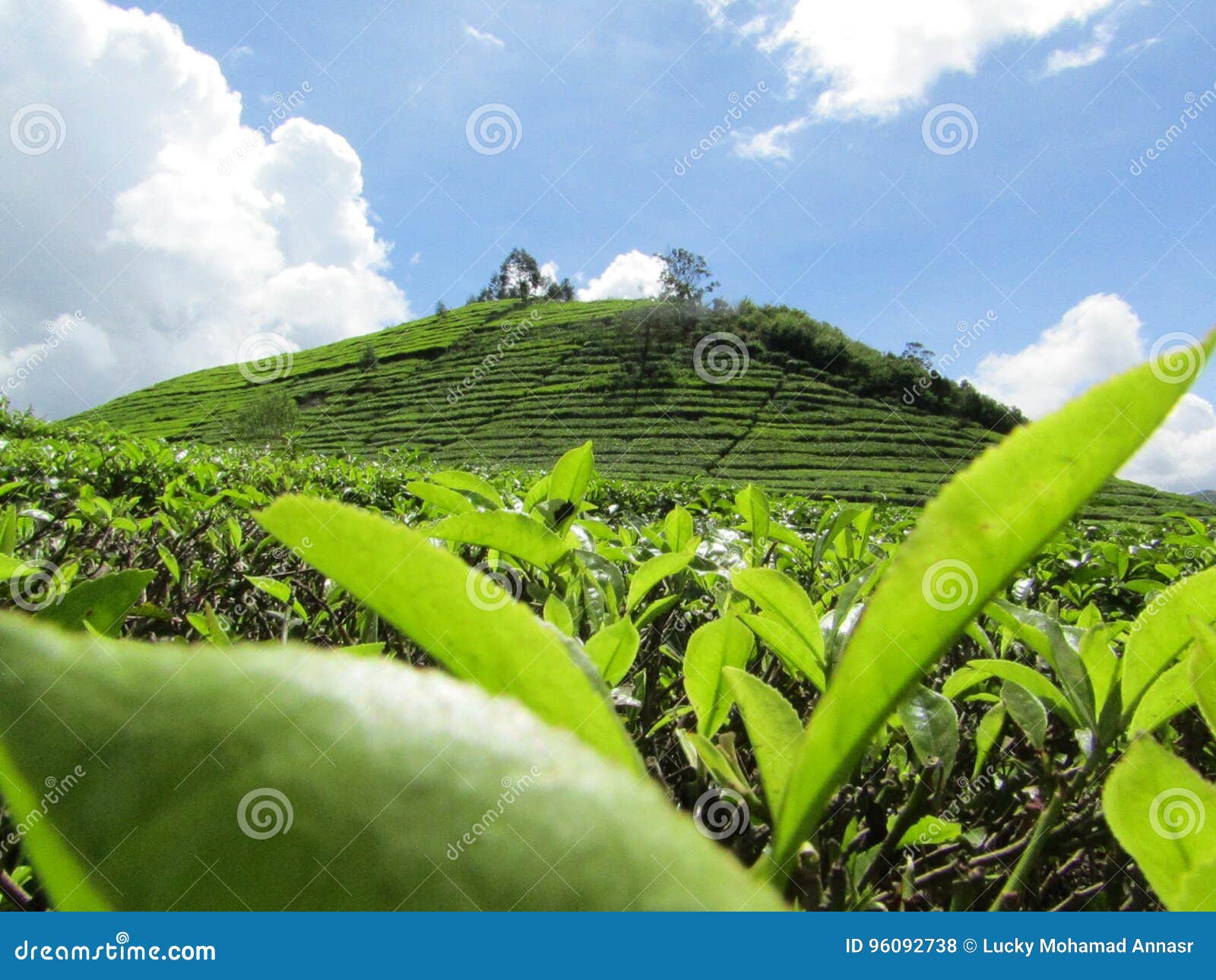 Tea Plantations on the Hill Stock Photo Image of wonderfull