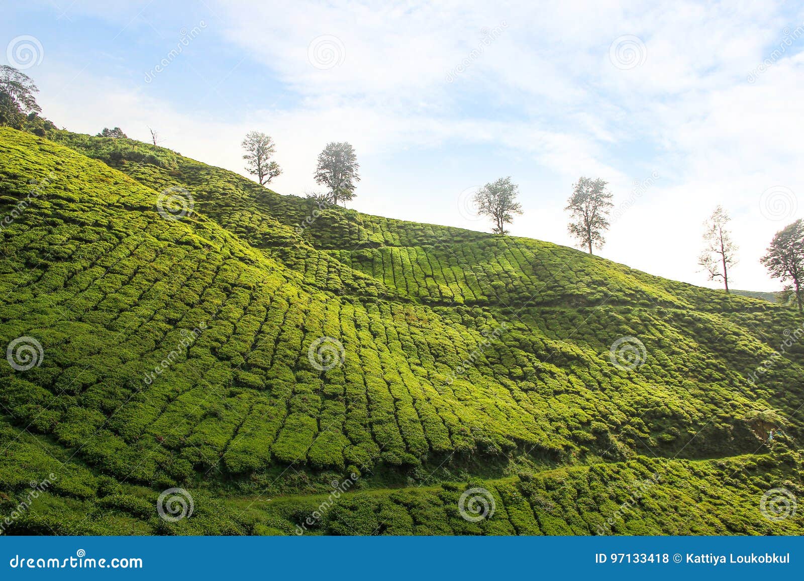 Tea Plantations on the Hill Stock Photo Image of plantation