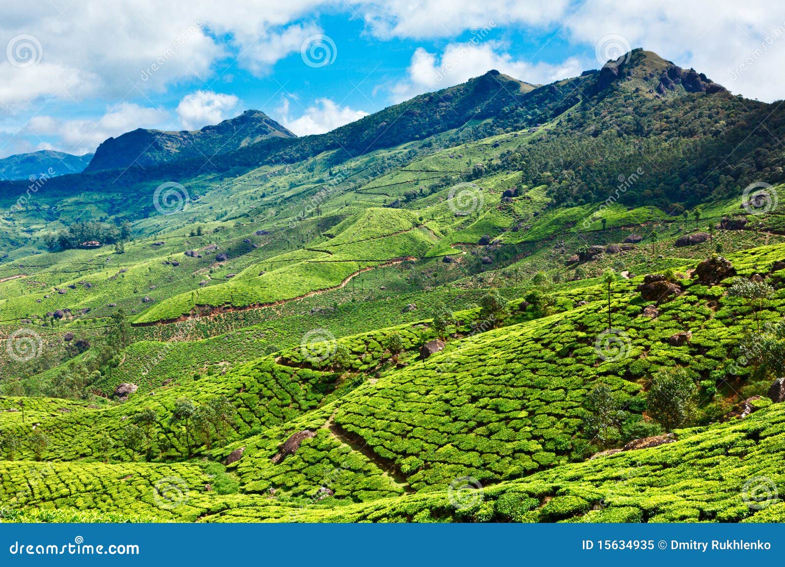 tea plantations in kerala, india