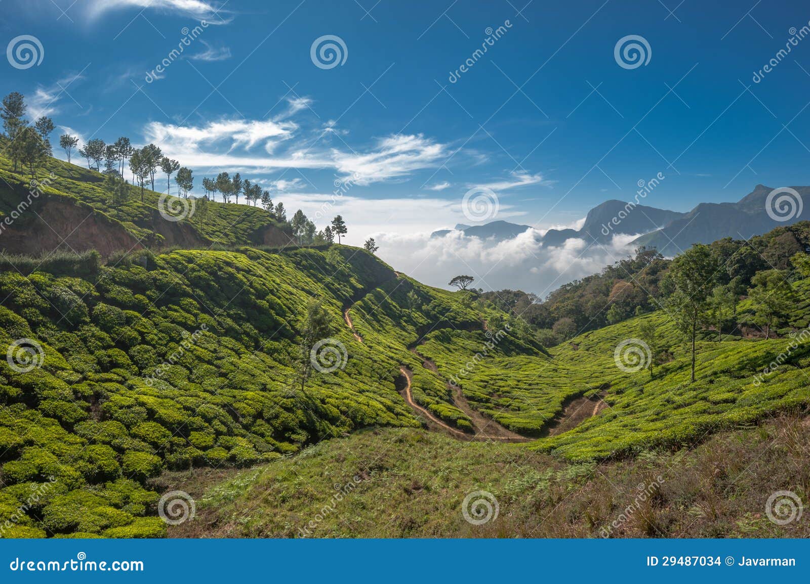 tea plantations in munnar, kerala, india