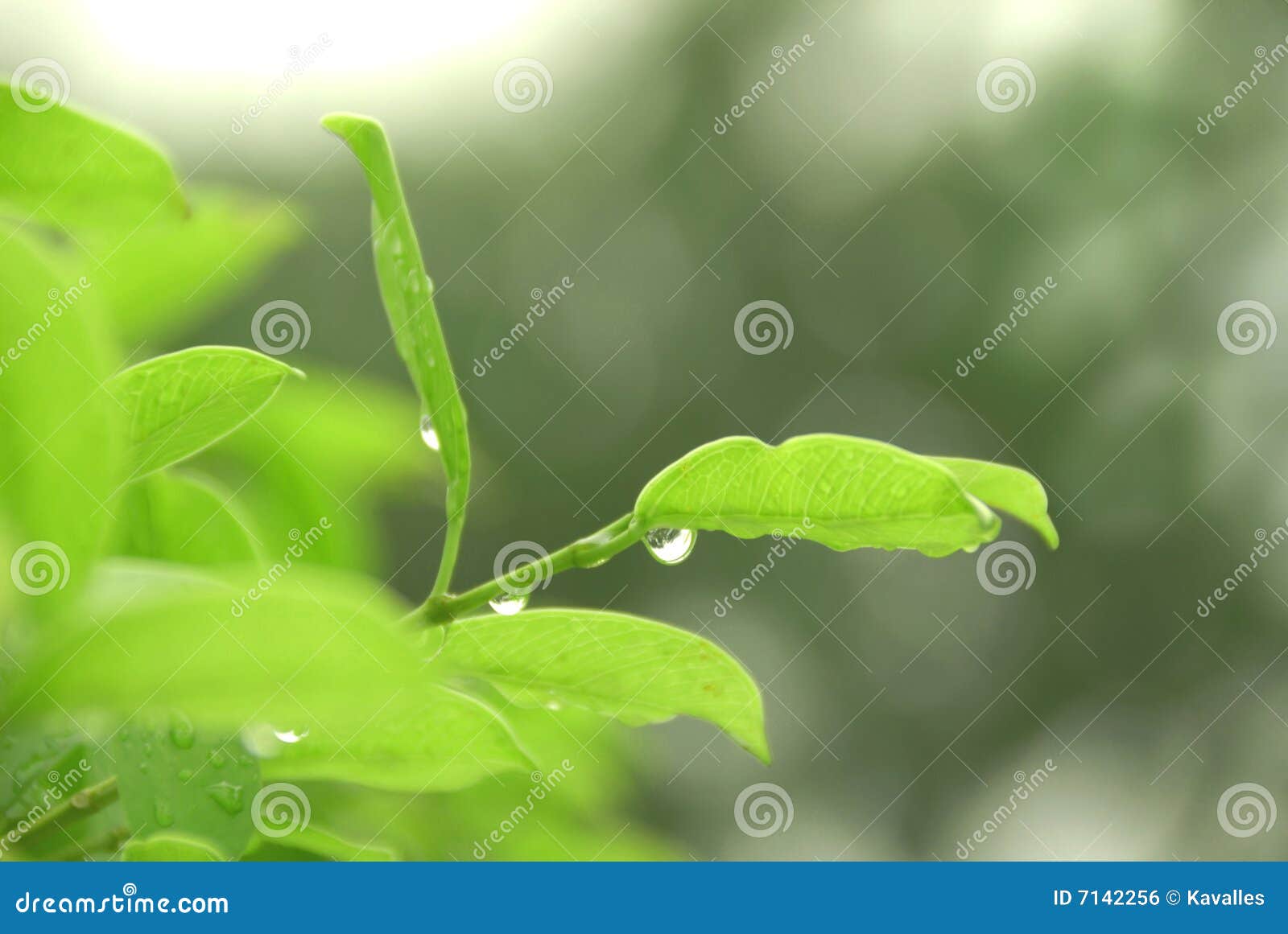 Tea after the Rain stock photo. Image of growth, macro 7142256