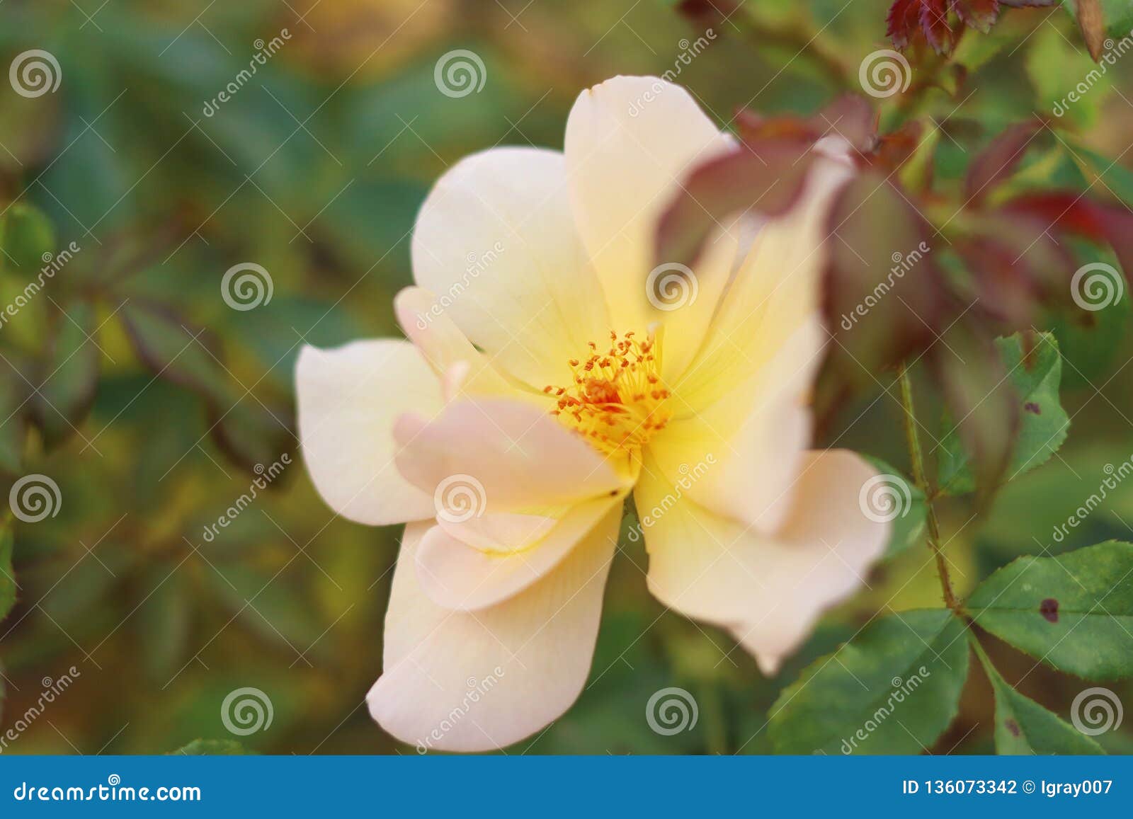 Tea Rose in the Autumn. Rose Blossom. Yellow Rose. Stock Photo - Image ...