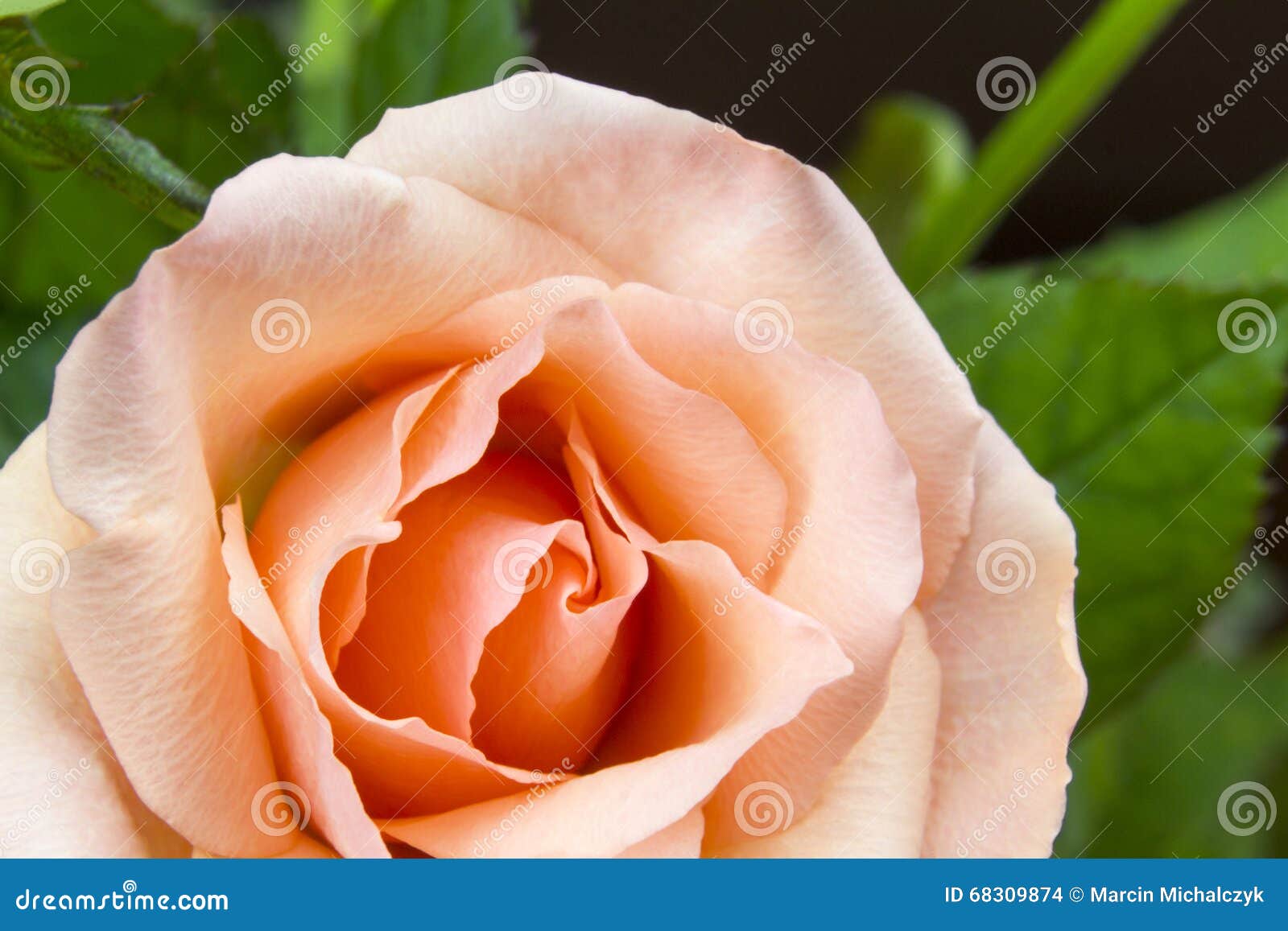 Tea rose flower stock photo. Image of soft, inside, nature 68309874