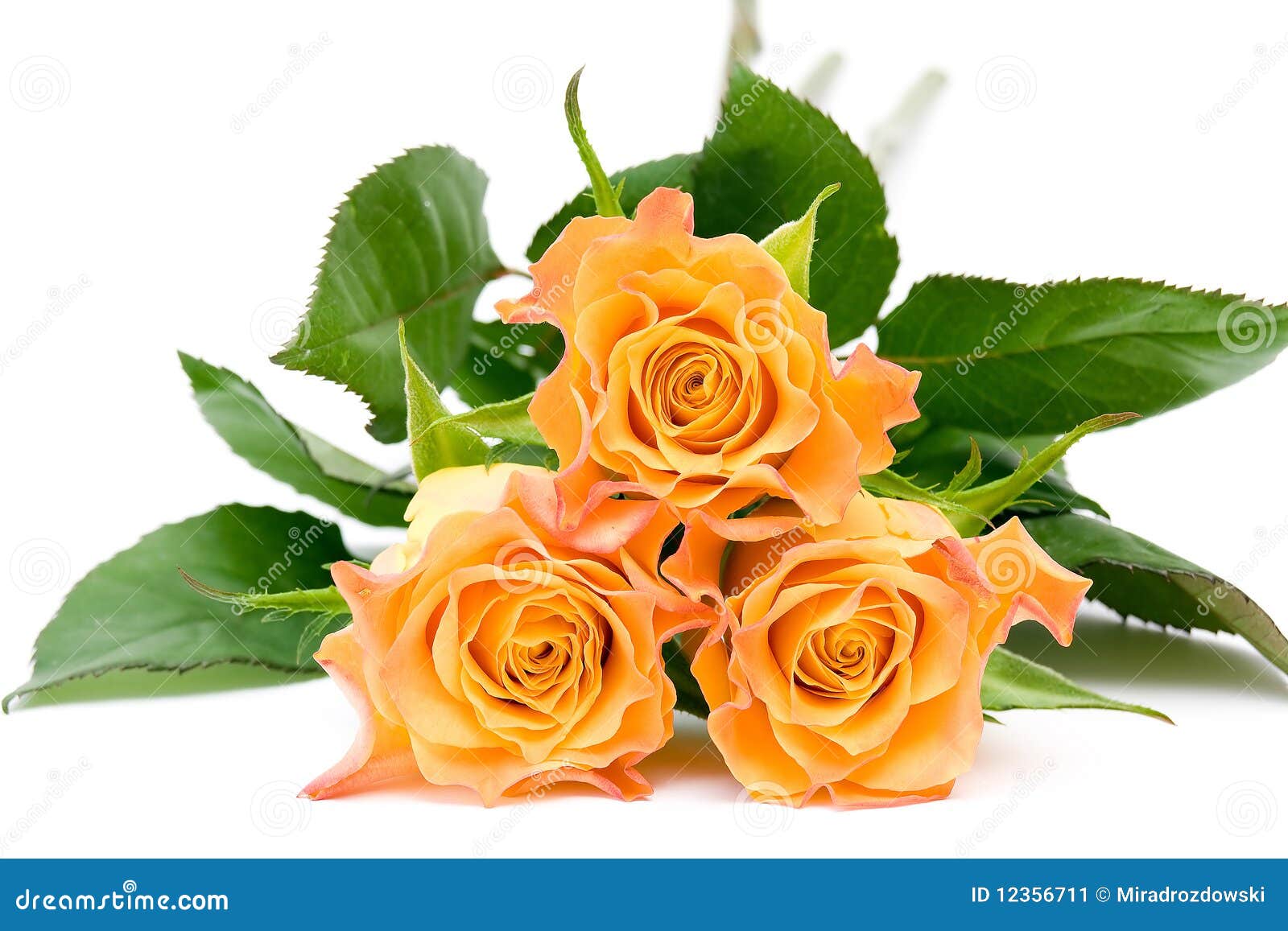 Tea roses stock image. Image of rose, spring, three, birthday 12356711