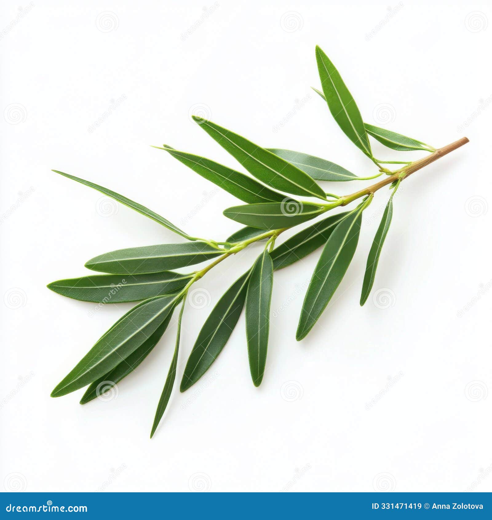 tea tree leaves with small, pointed s  on a clean background