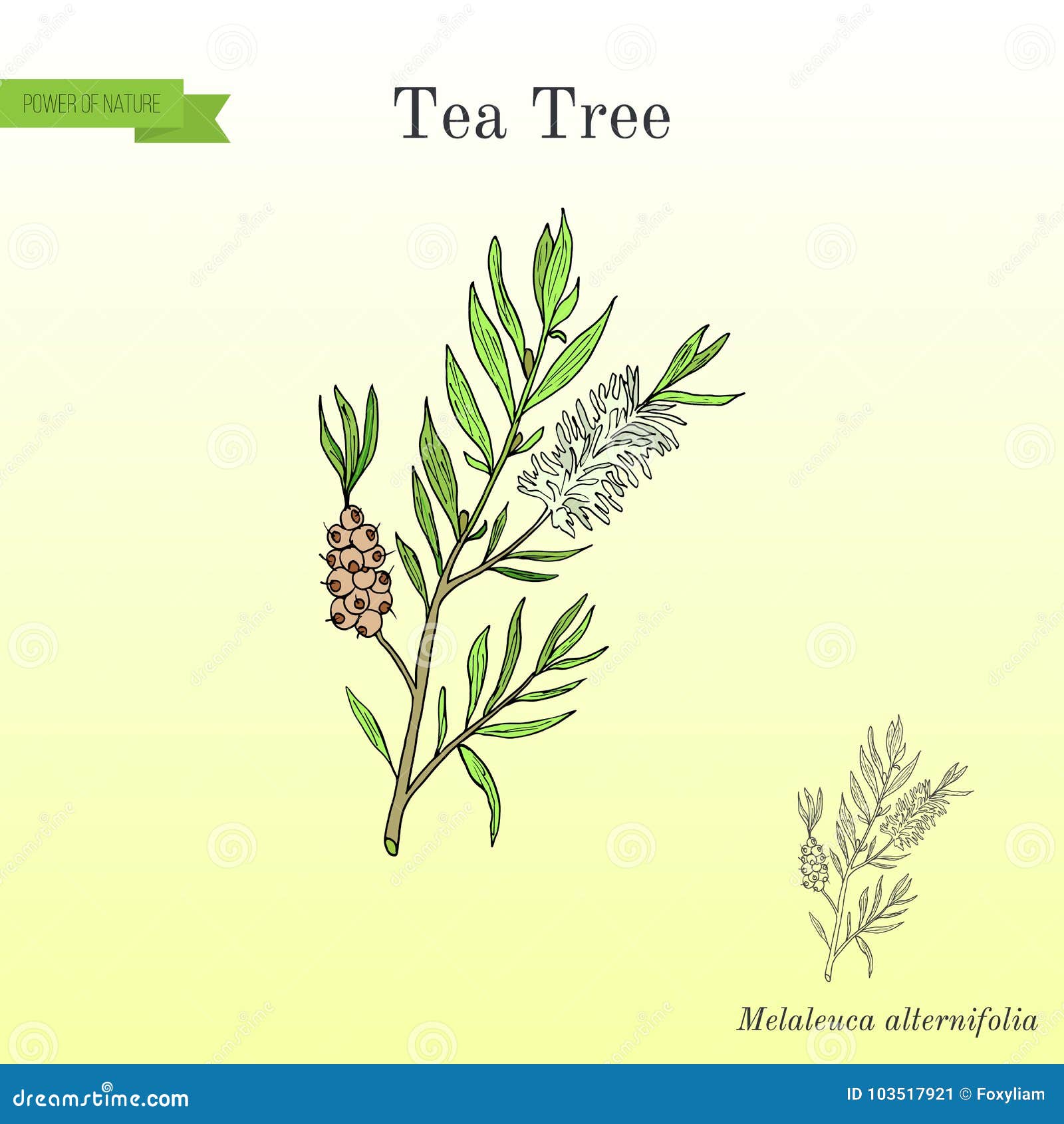 Tea Tree Melaleuca Alternifolia , or Narrow leaved Paperbark ...