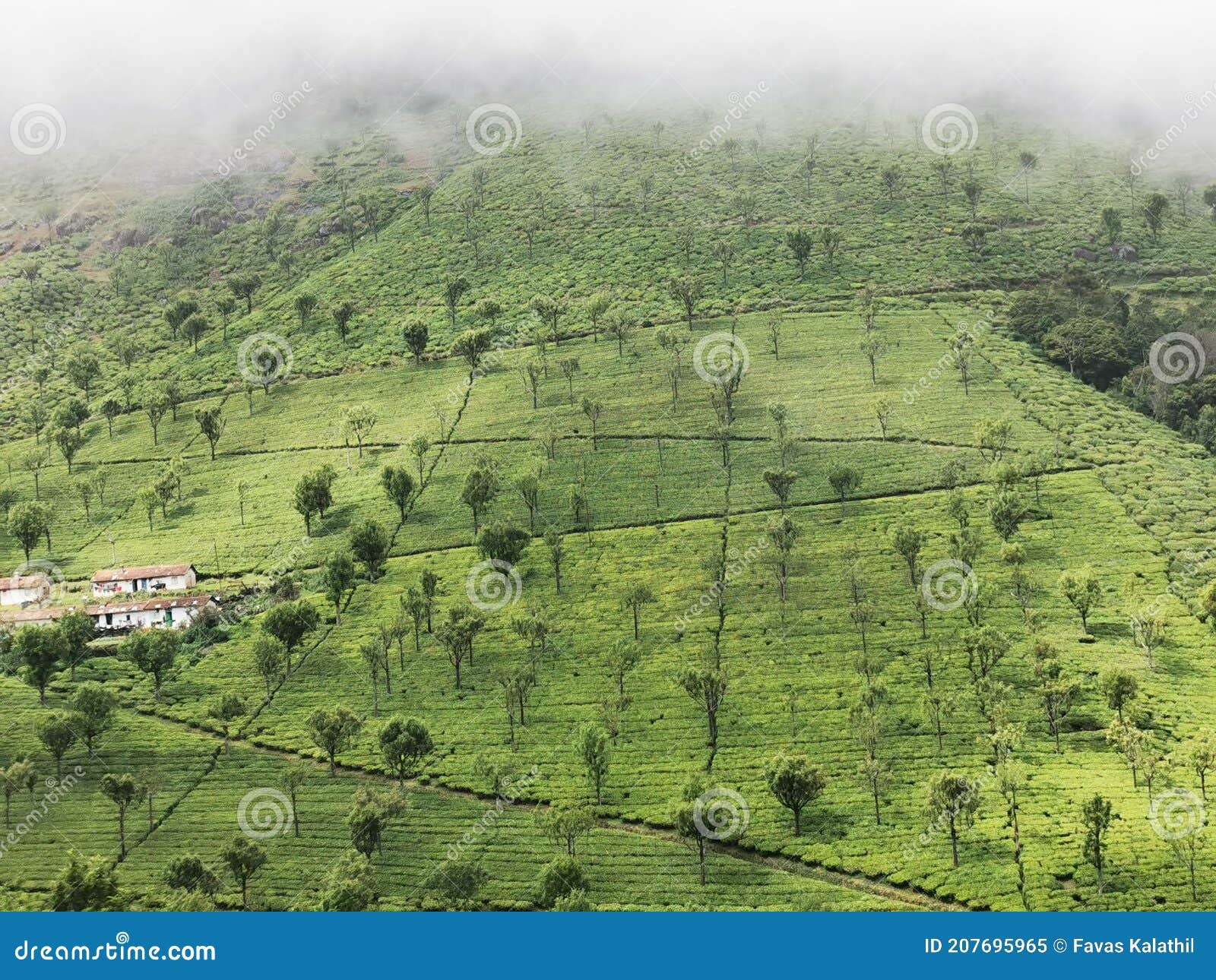 Beautiful Tea Estate or Tea Gardens Valley in Nilgiri Mountains, Tamil