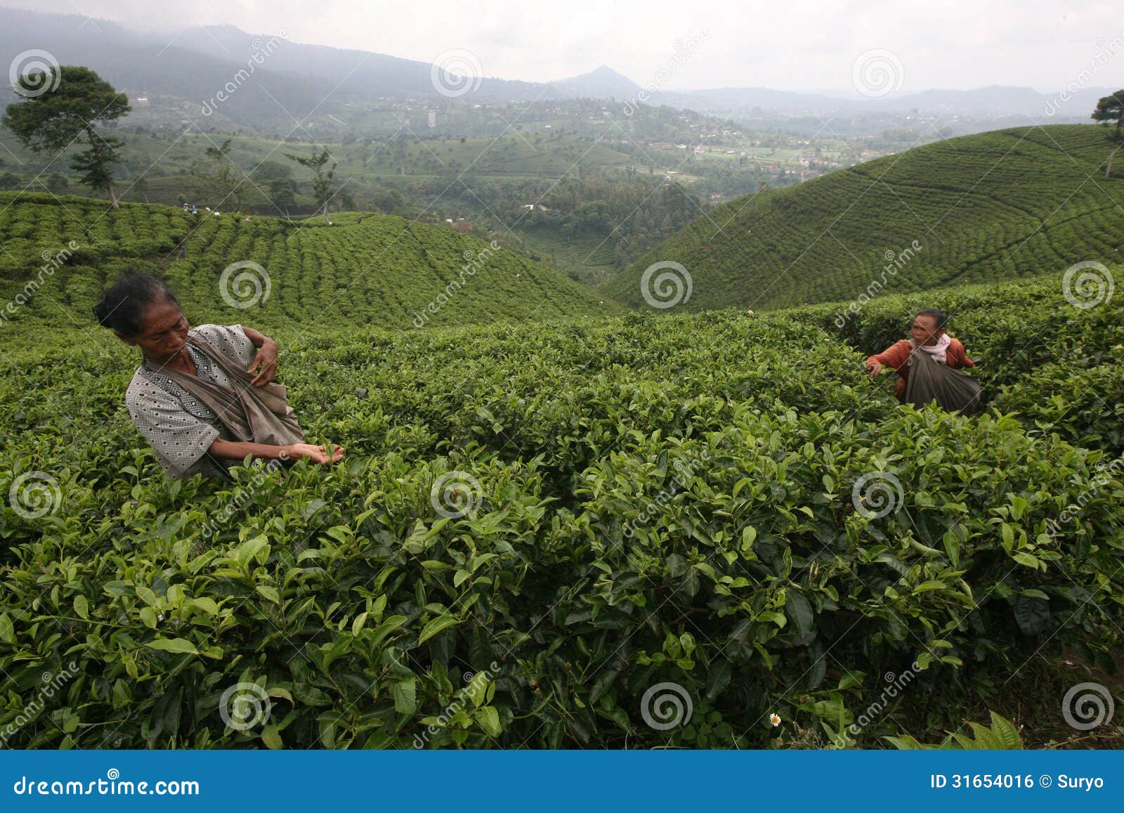 Tea editorial photo. Image of vegetation, kemuning, highland 31654016