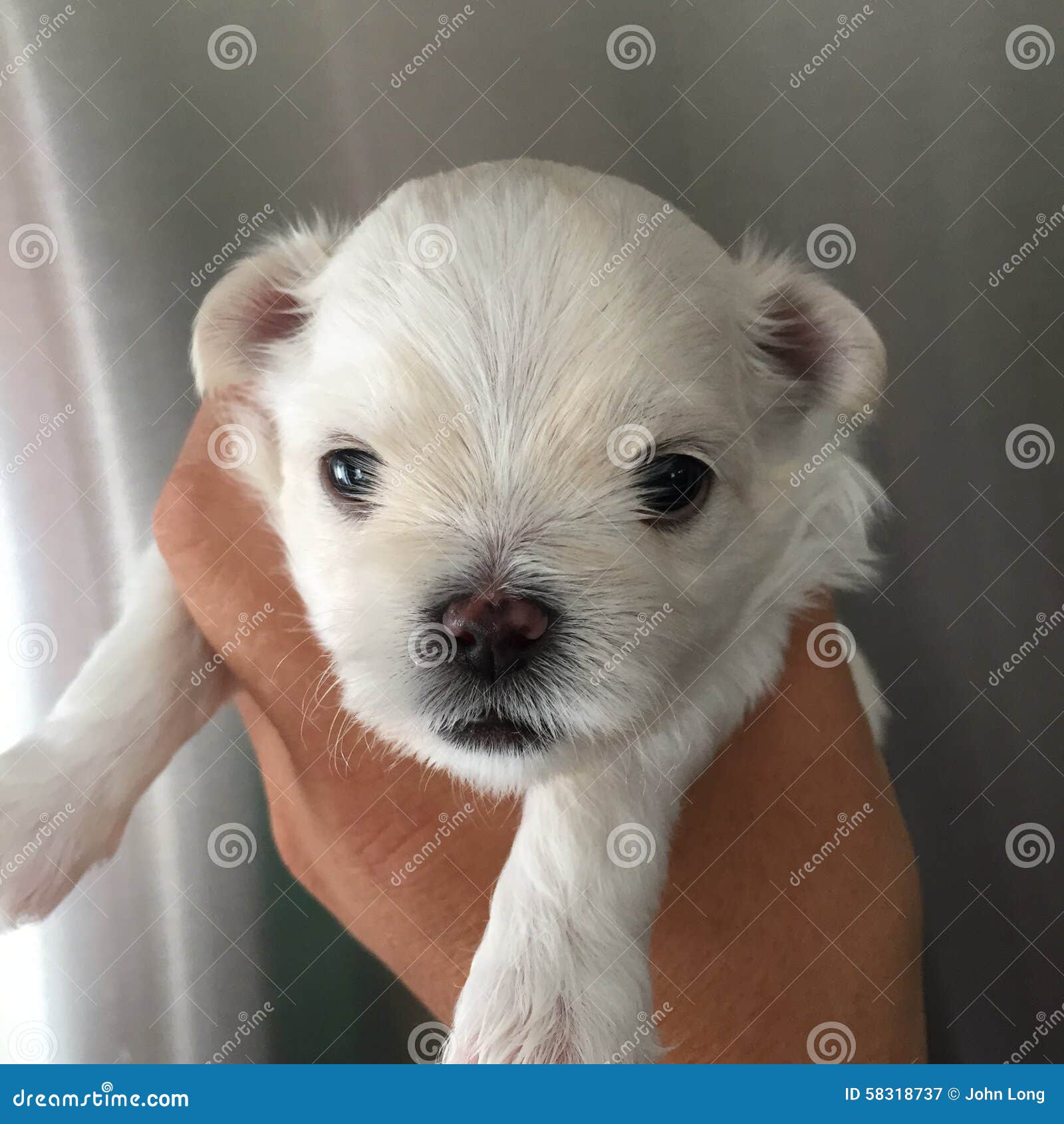 3 week old maltese puppies