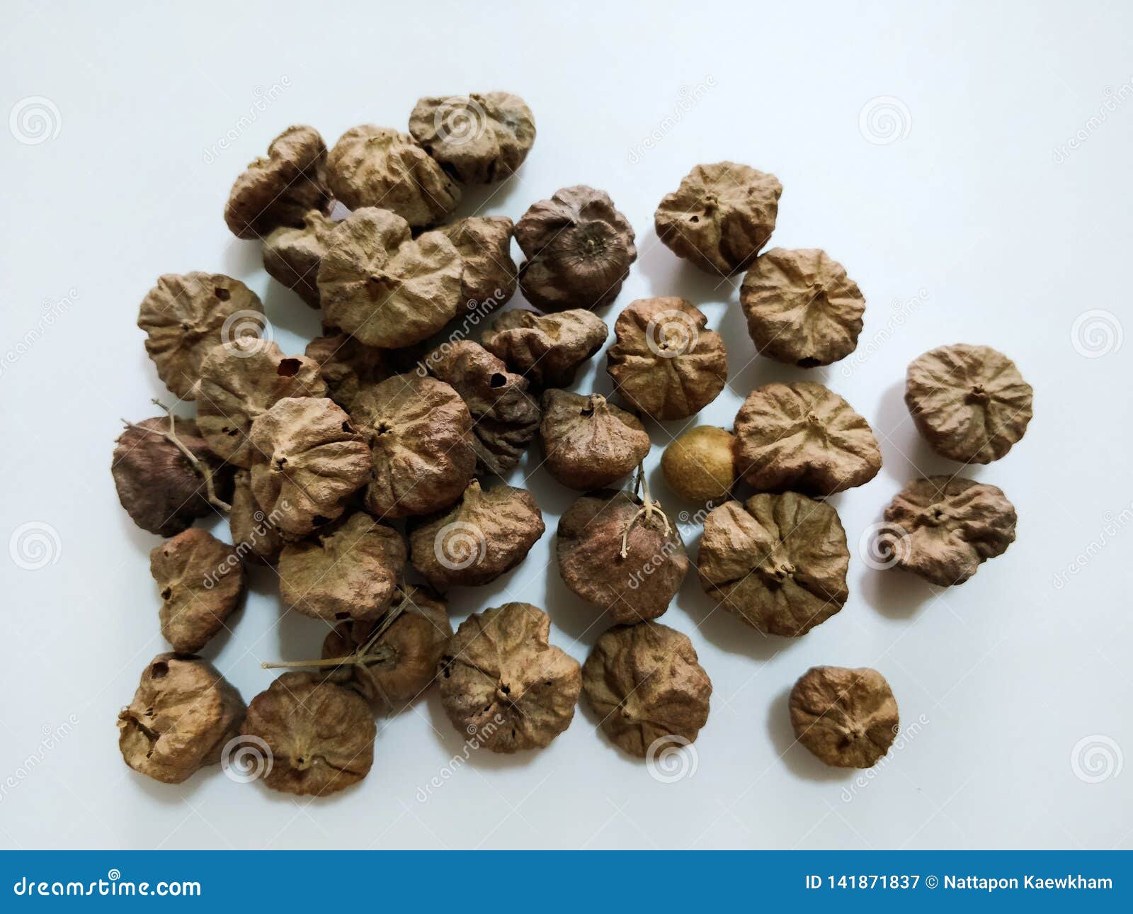 Teak seeds stock image. Image of seeds, nature, teak 141871837