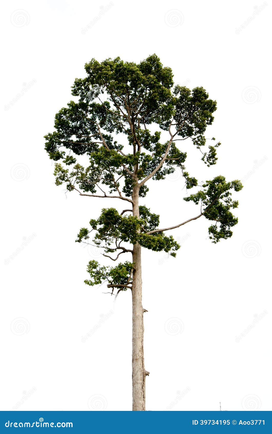 Teak Tree Stock Image CartoonDealer 185866219 teak-tree-stock-image-cartoondealer-185866219