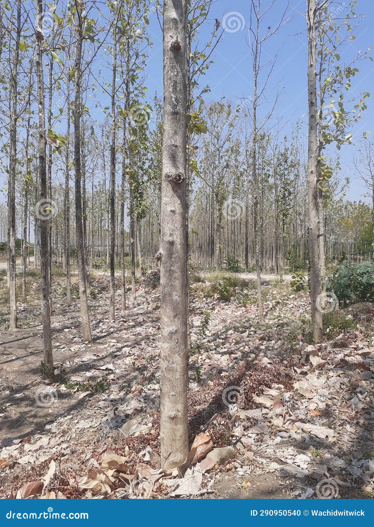 Teak tree stock photo. Image of tree, drought, trees 290950540