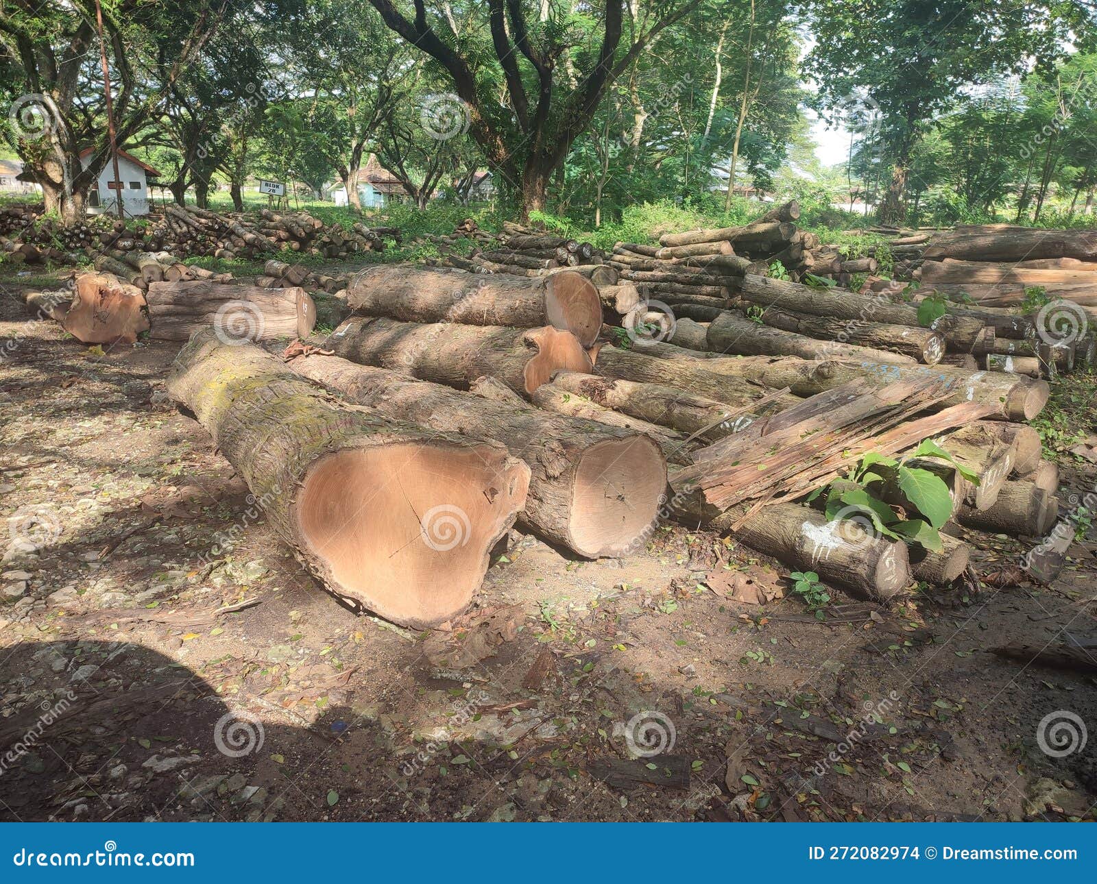 Teak Wood at a Timber Auction in Indonesia Stock Photo Image of