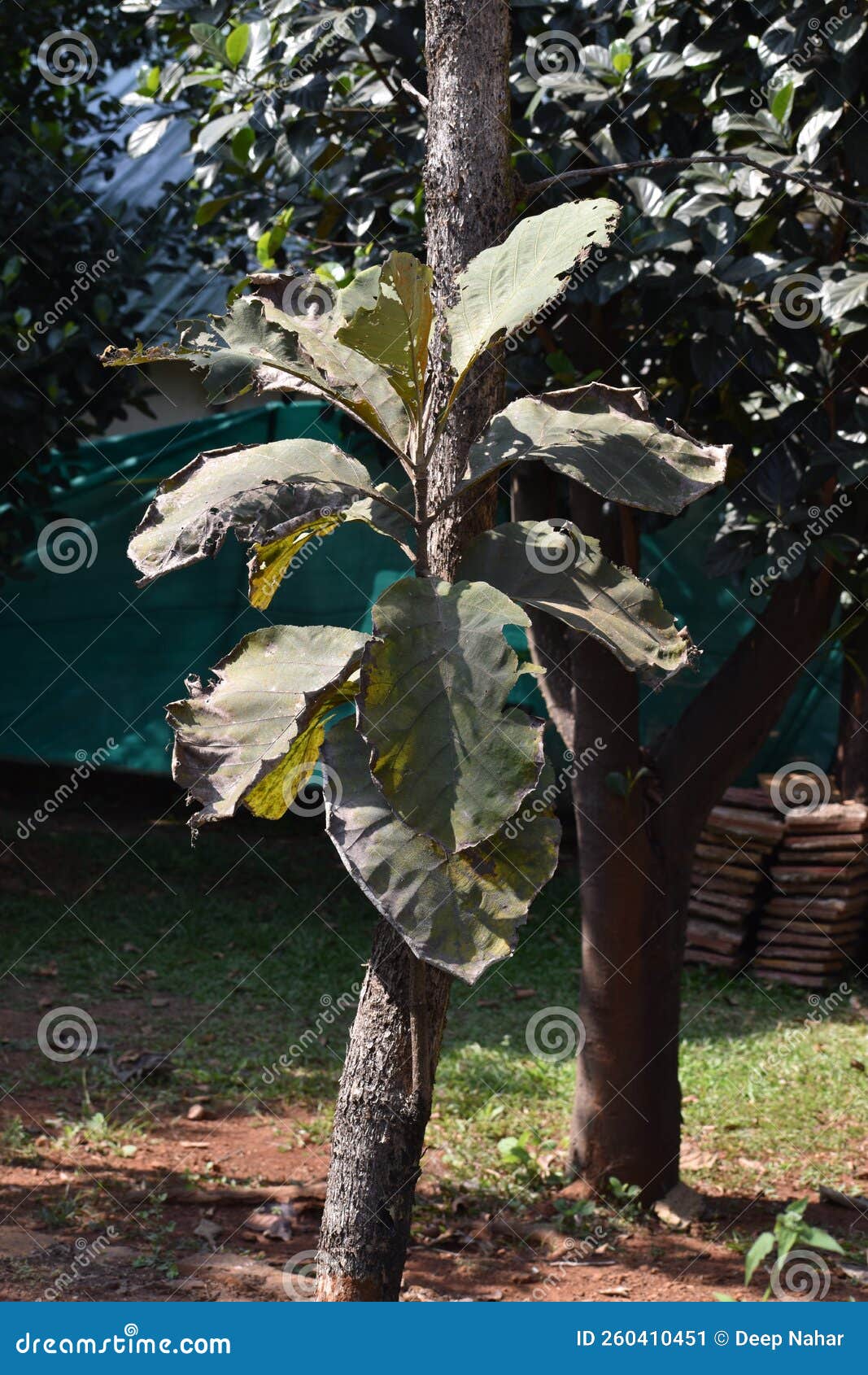 Teak wood tree in forest stock image. Image of timber 260410451
