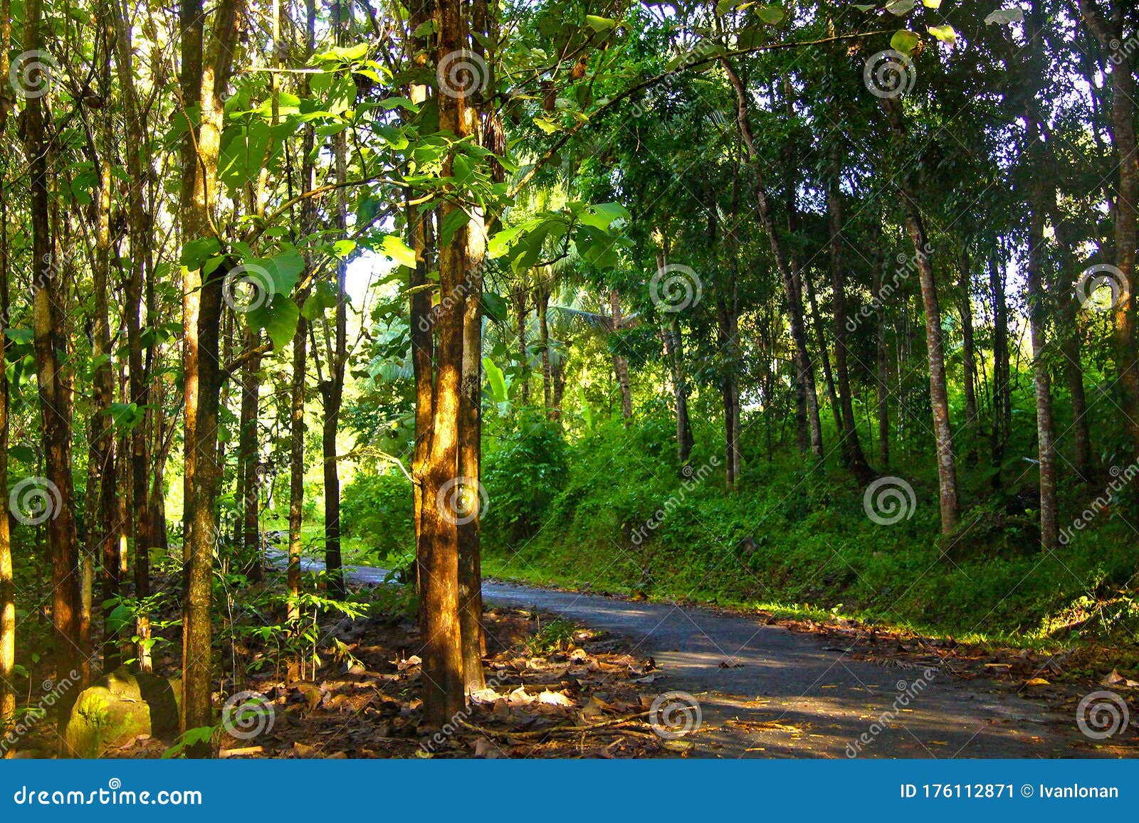 Teakwood Trees on the Forest Stock Image Image of leaf, branch 176112871