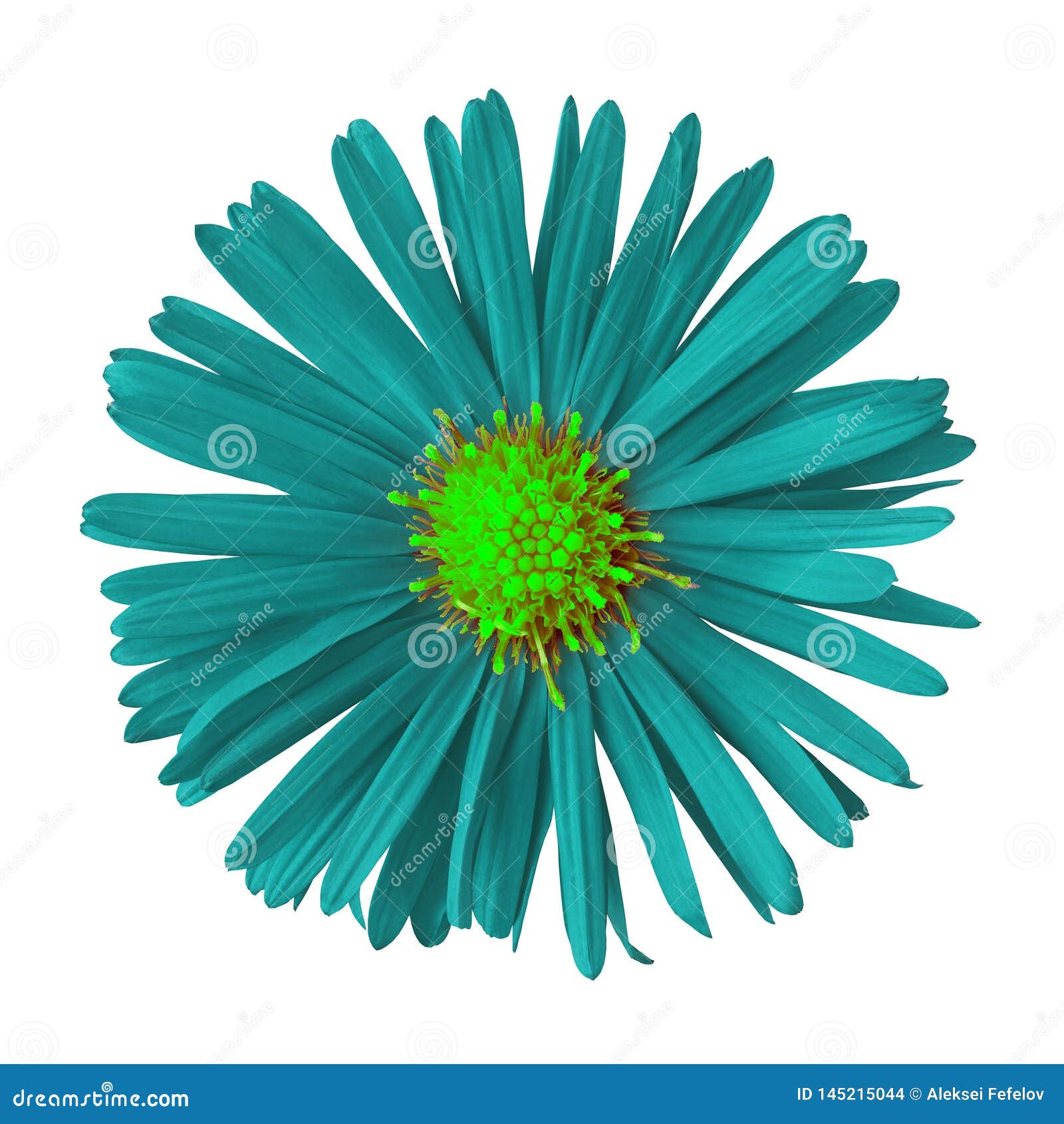 teal chartreuse flower  on white background with clipping path.. close-up.