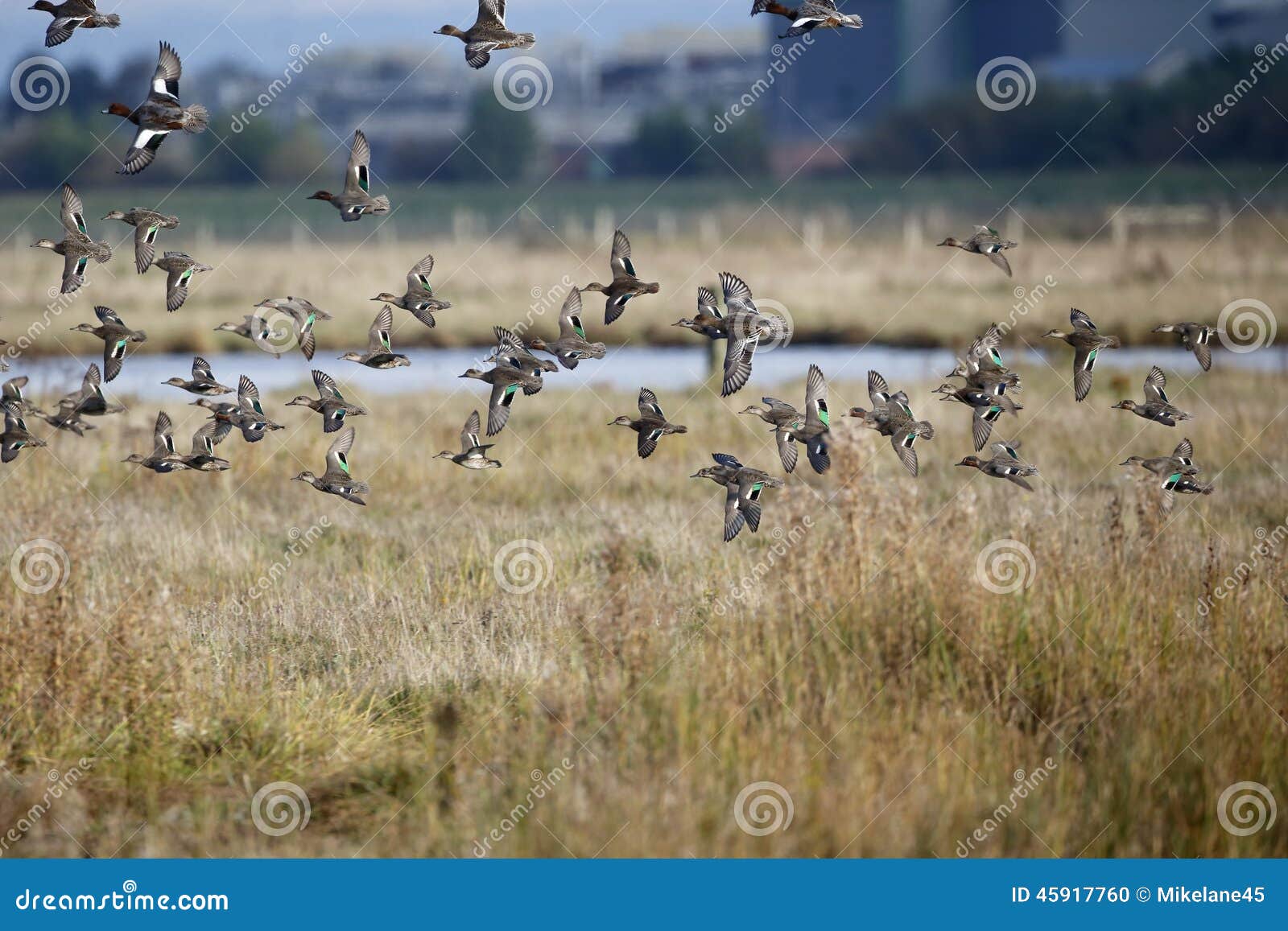 Teal, crecca d'ana, volée des oiseaux en vol, Lancashire, octobre 2014