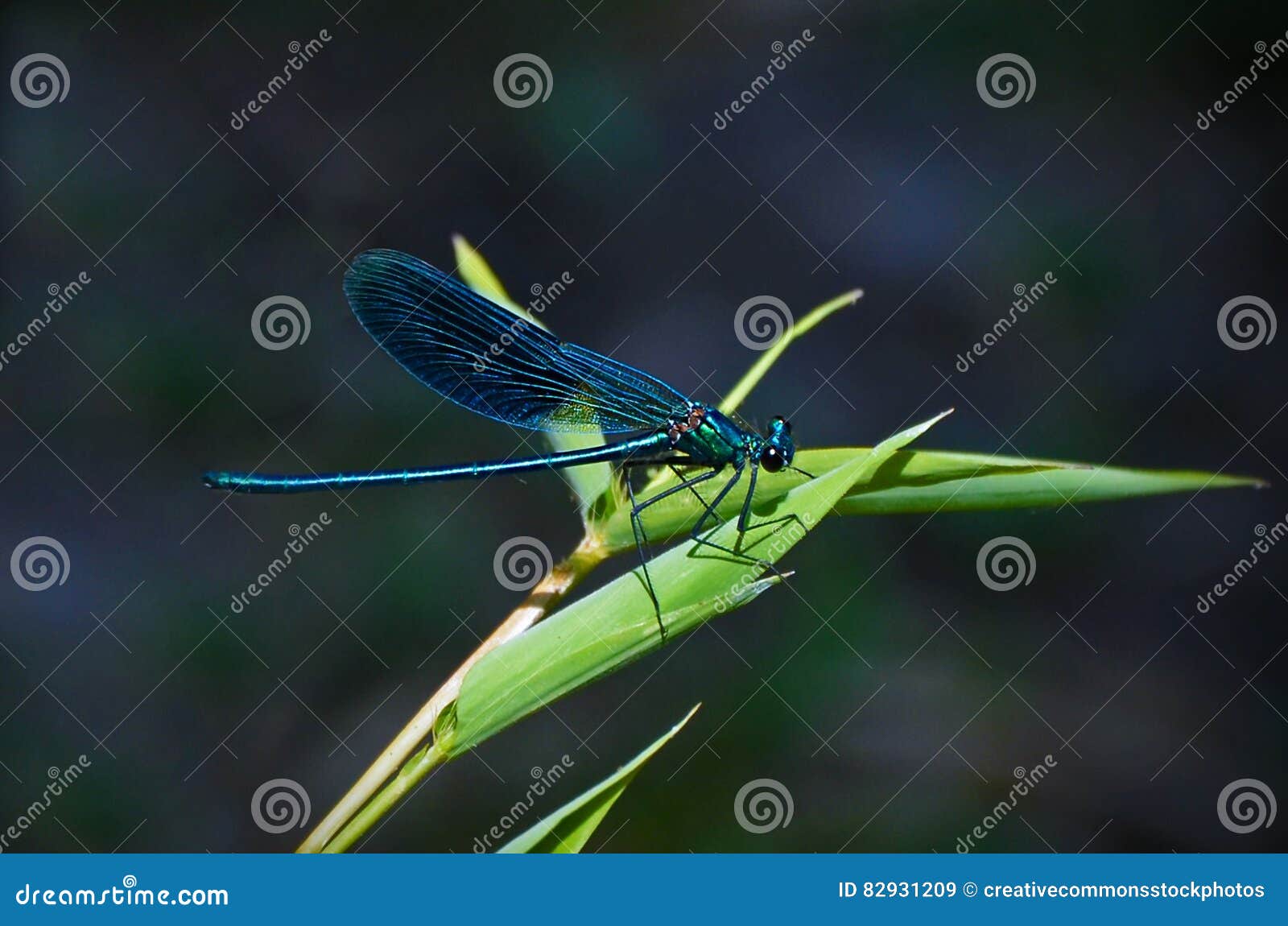 Teal Dragonfly On A Green Leafed Plant During Daytime Picture. Image ...