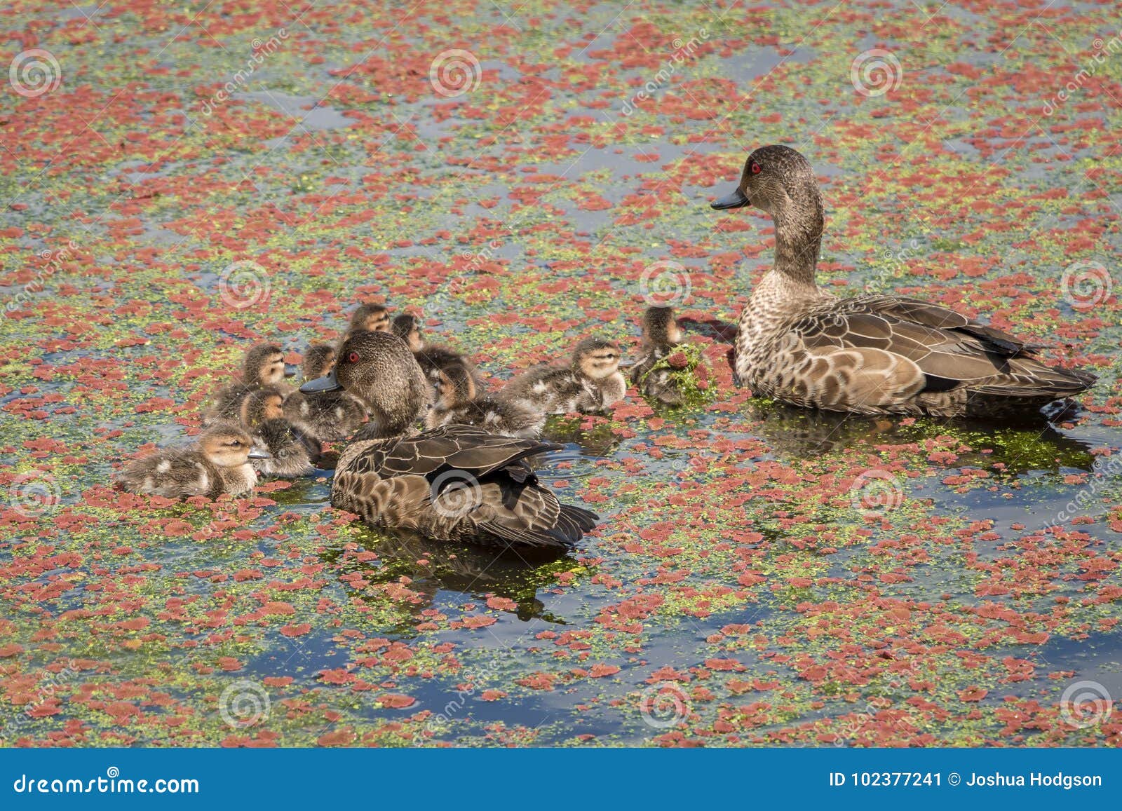 Teal Ducklings imagen de archivo. Imagen de amarillo 102377241