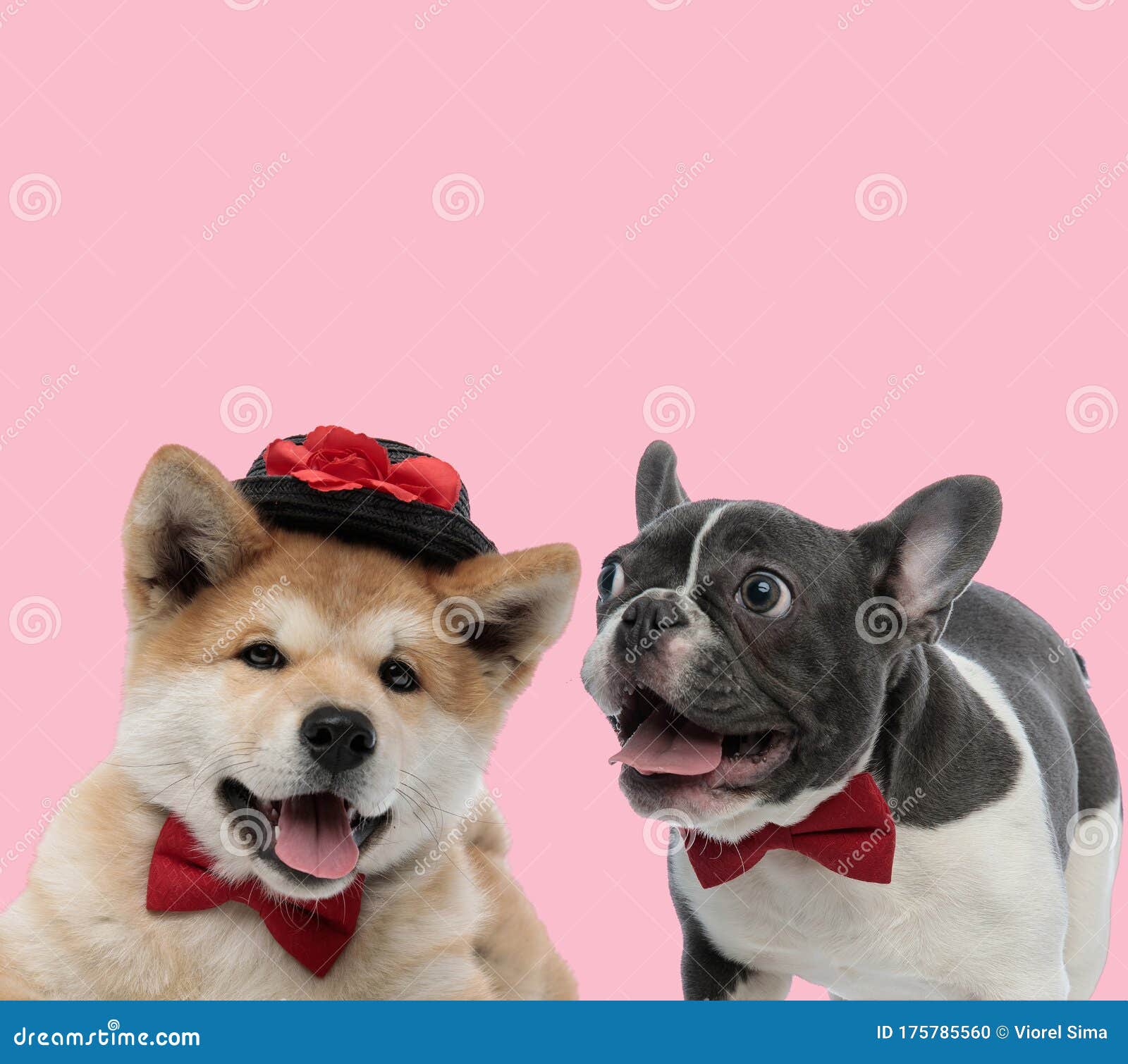 Nhóm Akita Inu và French Bulldog hợp tác để giải quyết những nhiệm vụ khó khăn! Bạn yêu thích những chú chó tuyệt đẹp và trung thành? Hãy xem ảnh về nhóm Akita Inu và French Bulldog này để cảm nhận sự đoàn kết và sự hợp tác giữa chúng!