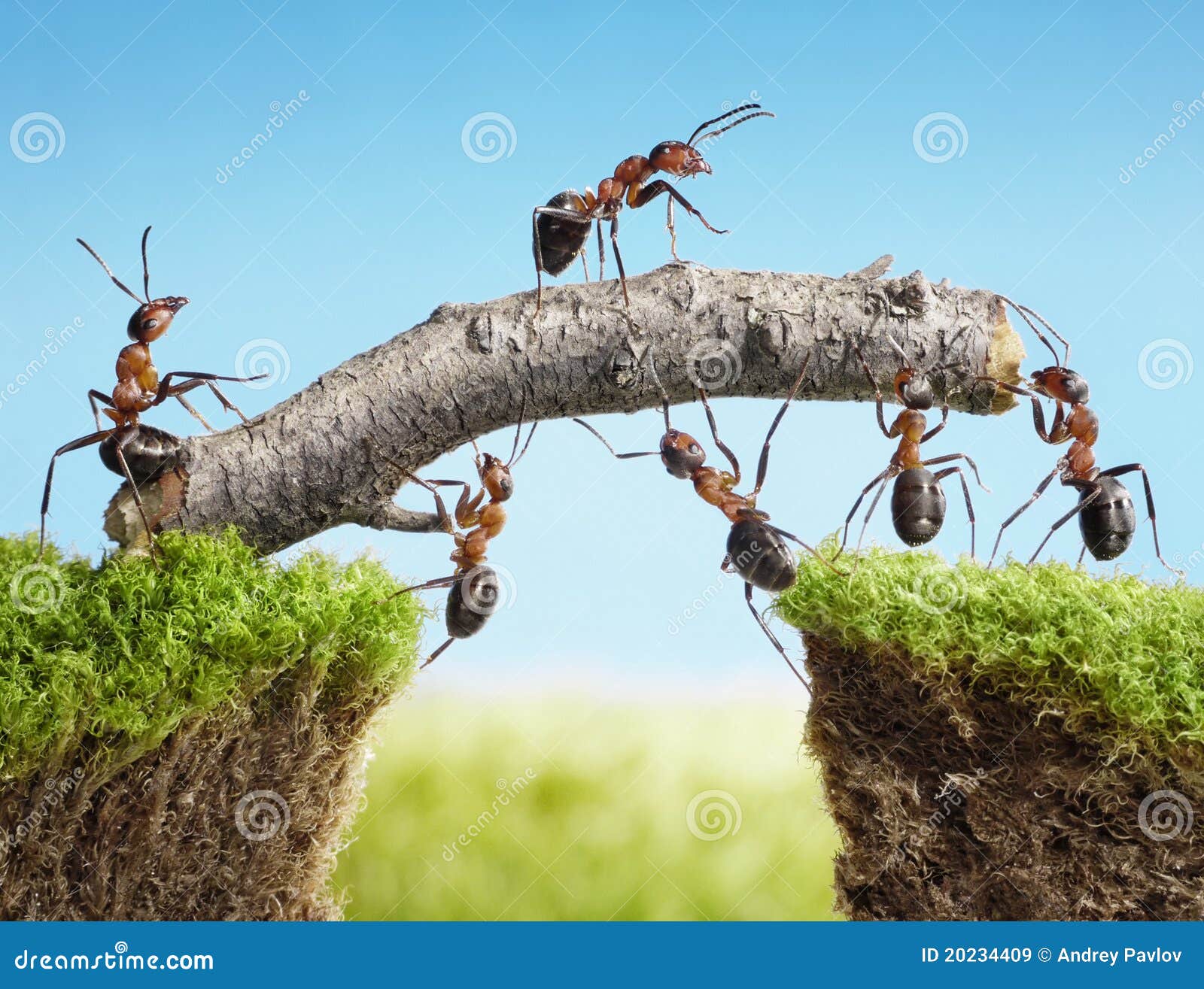 team of ants constructing bridge, teamwork