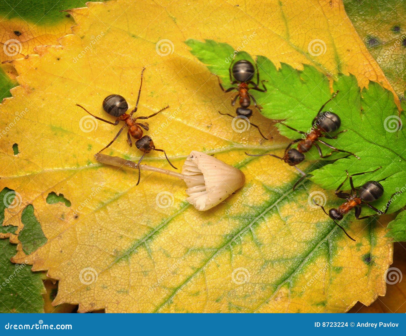 team of ants examine mushroom