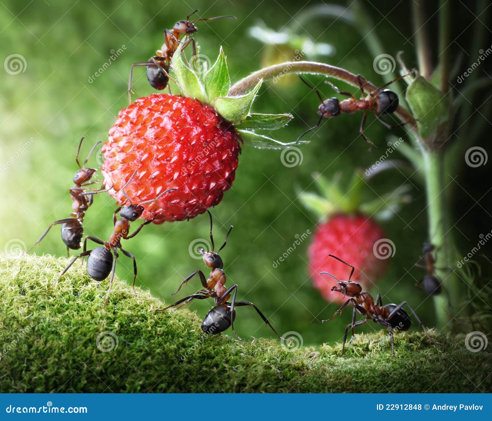team of ants picking wild strawberry, teamwork