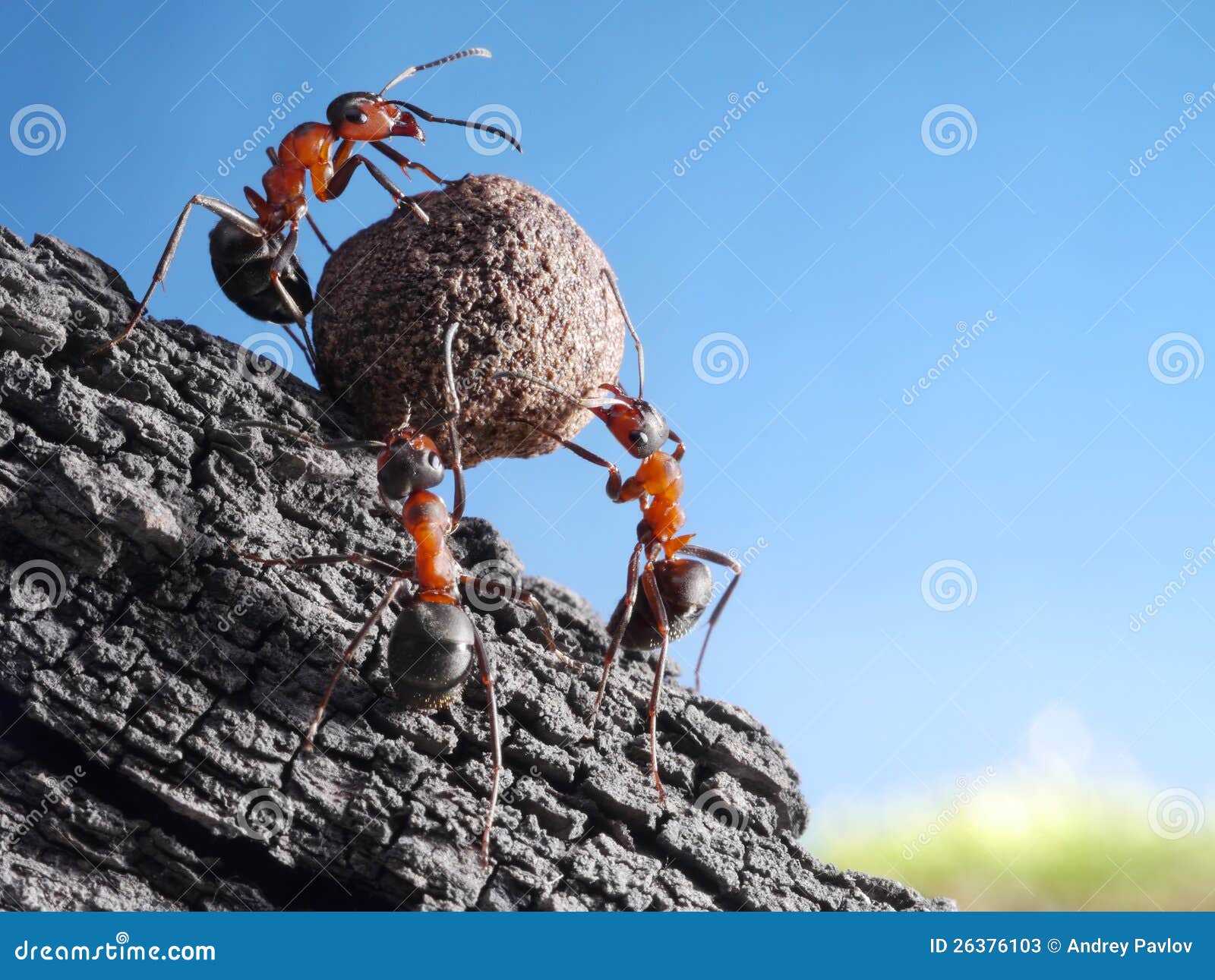 team of ants rolls stone uphill, teamwork