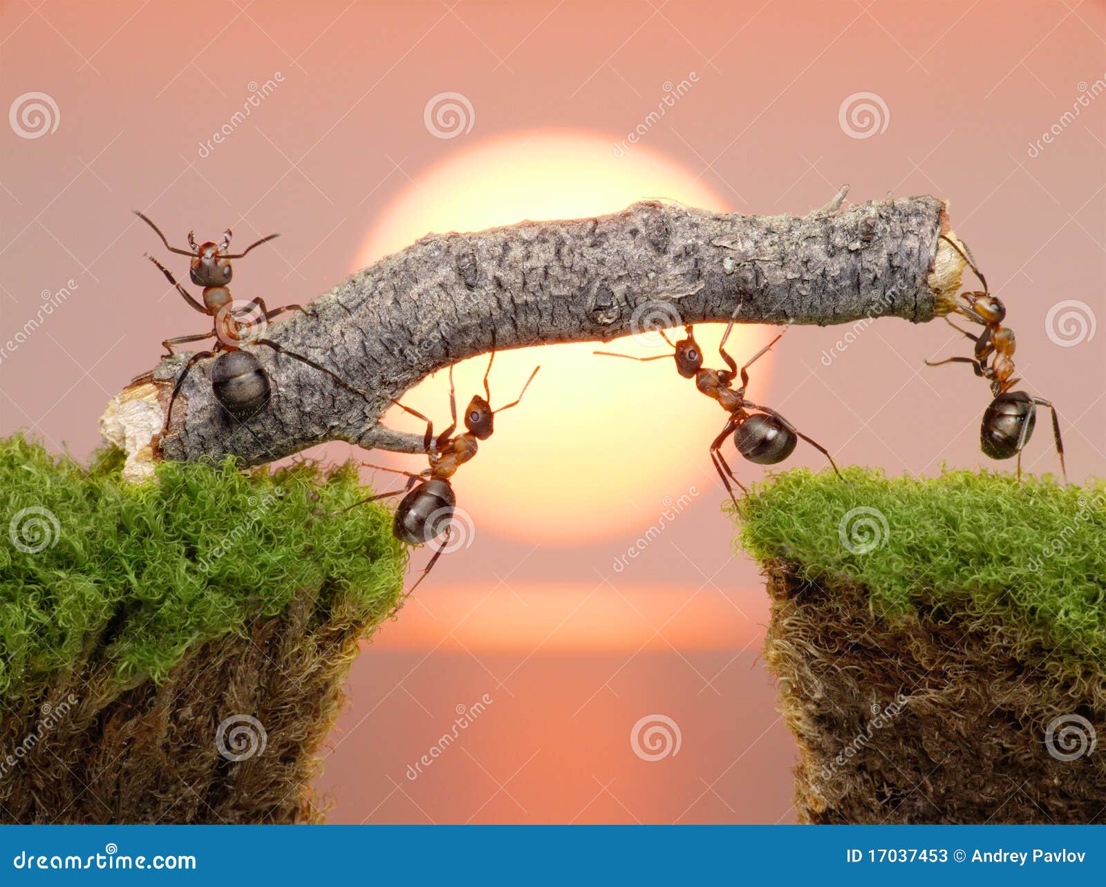 team of ants work constructing bridge, teamwork