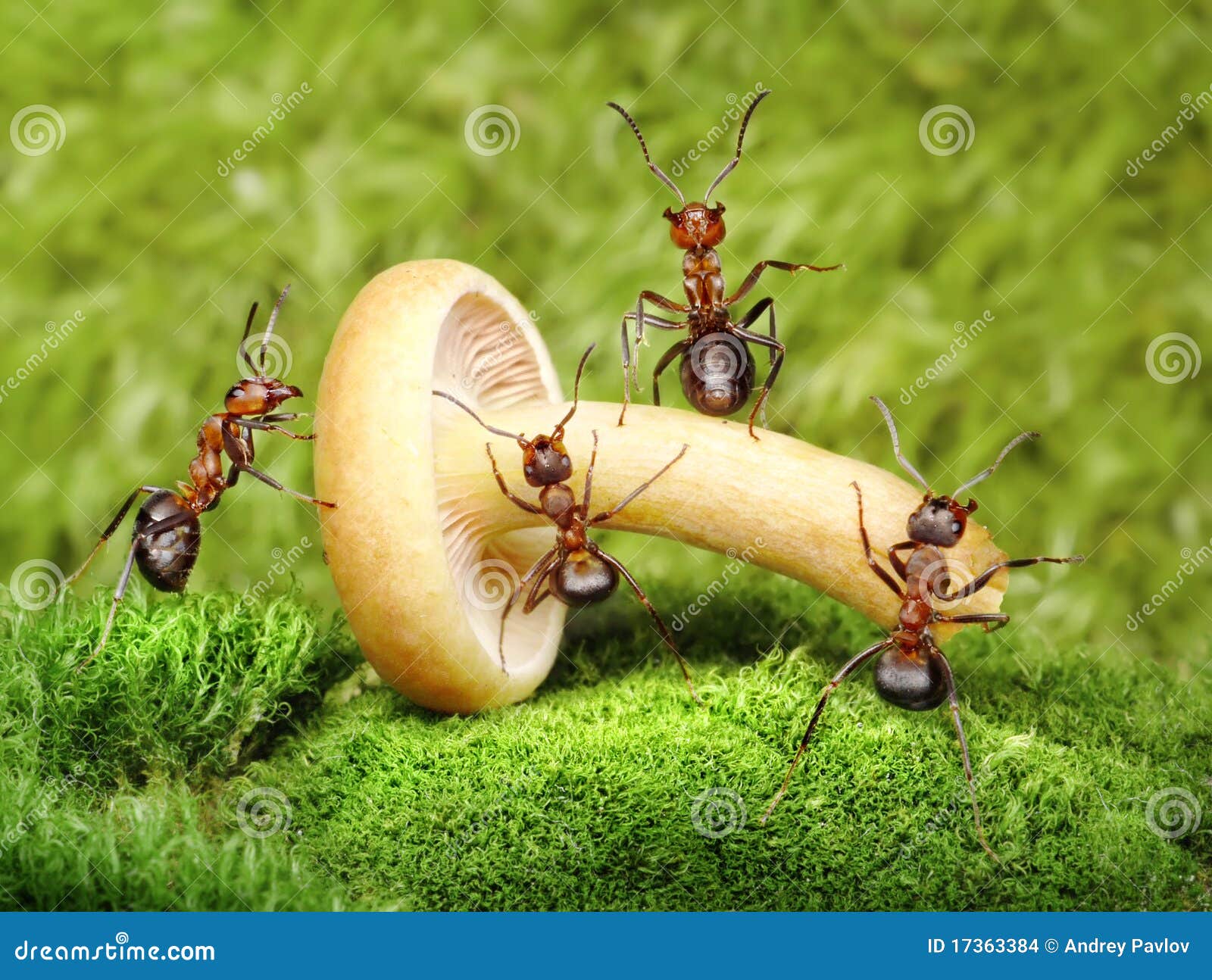 team of ants work with mushroom, teamwork