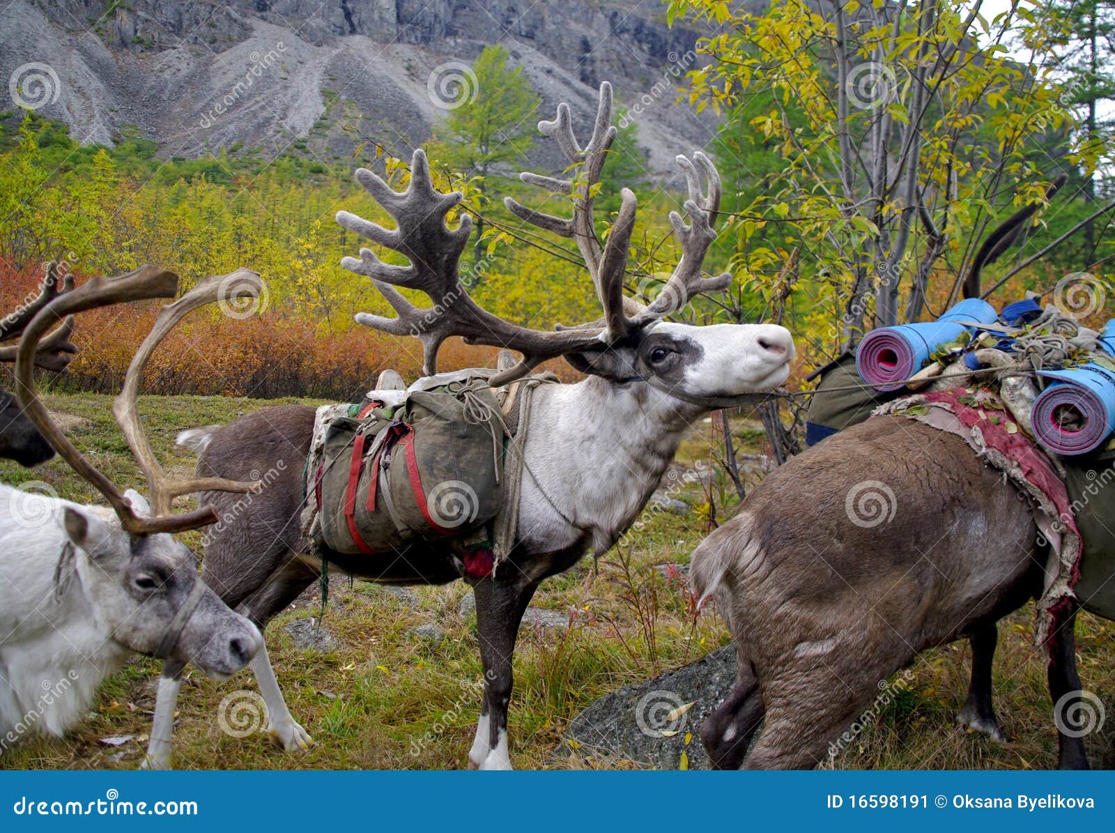 Team of deer stock image. Image of grass, habitat, sibir 16598191