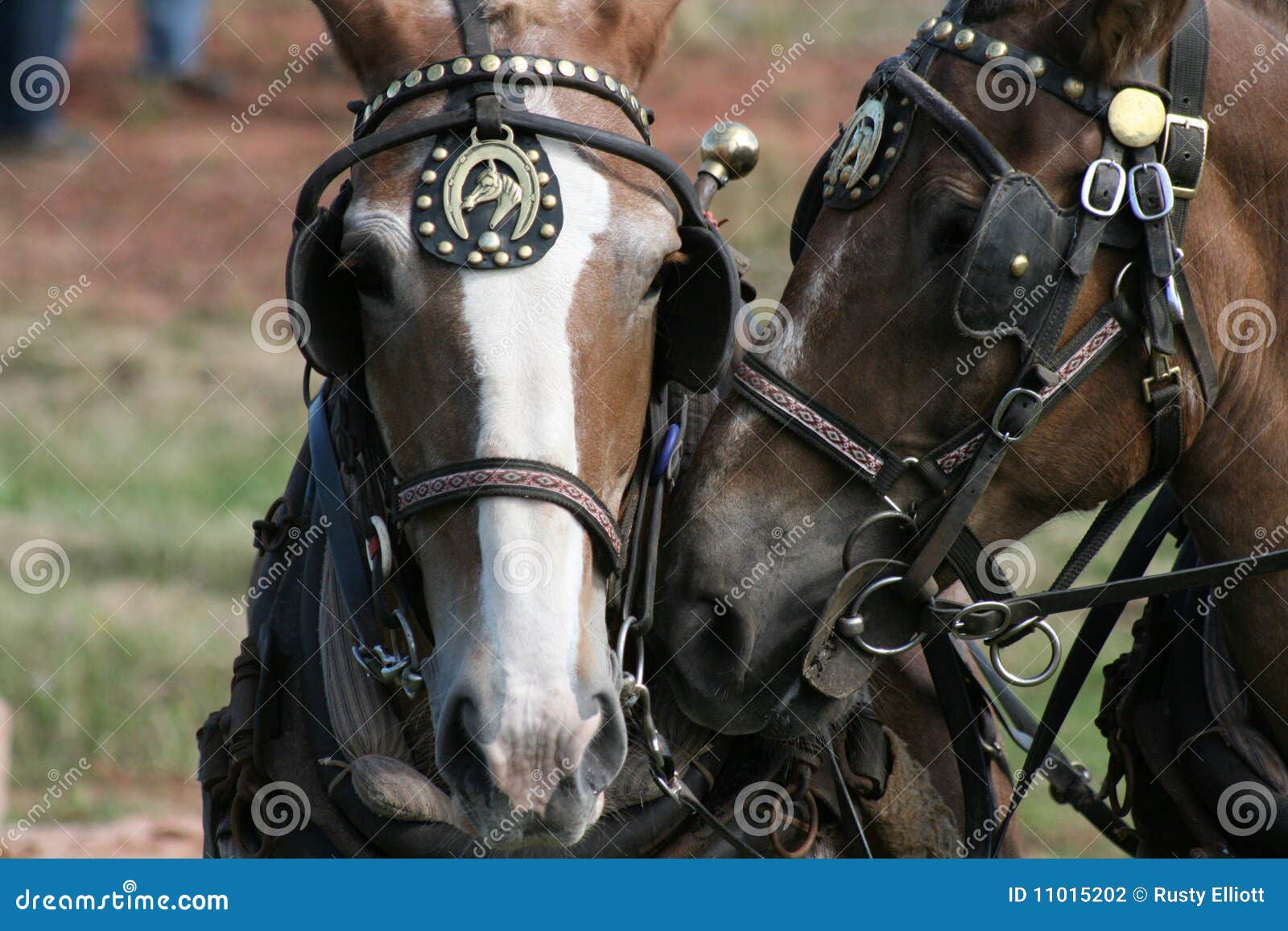 Team of Horses stock photo. Image of draft, pull, animal 11015202