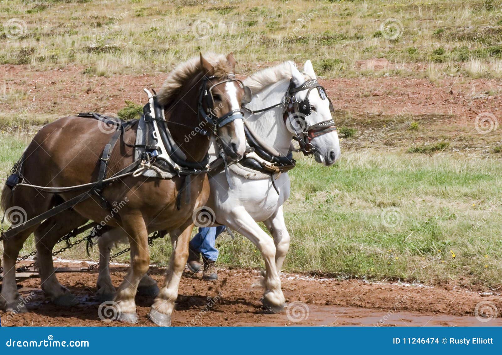 Team of Horses stock photo. Image of work, horse, mare 11246474