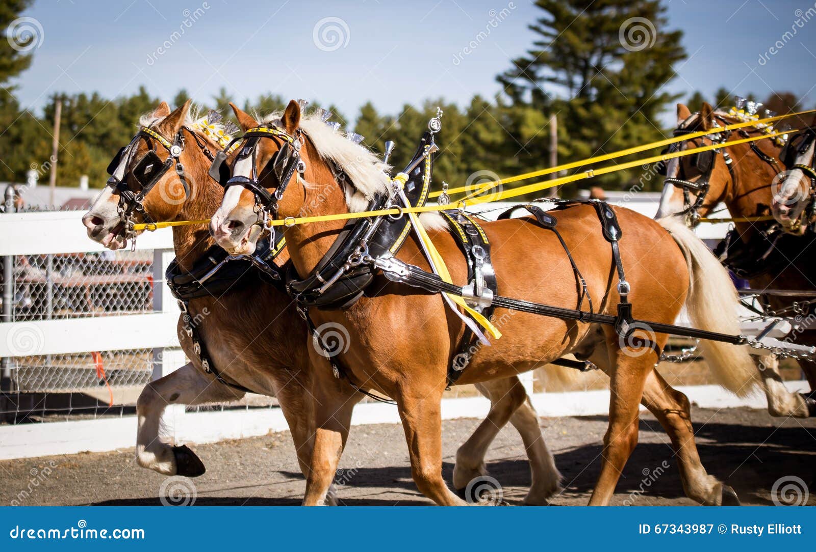 Team of horses stock image. Image of action, horse, strong 67343987