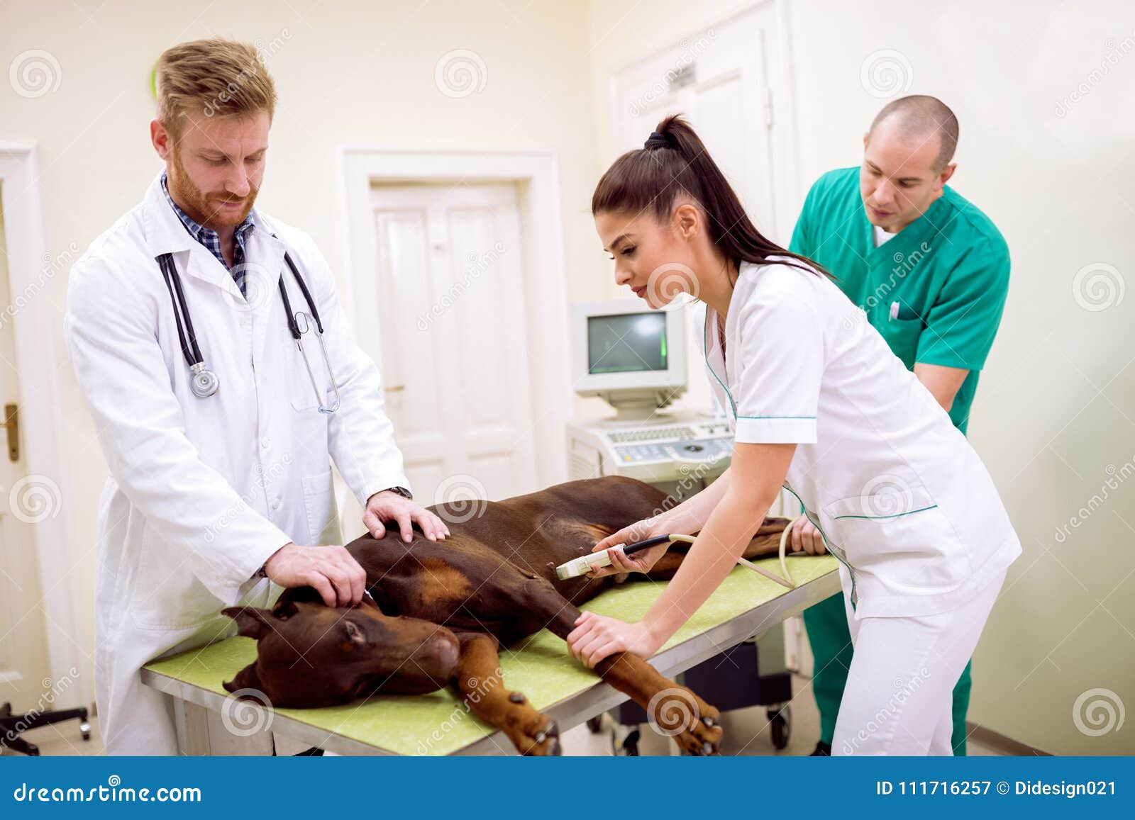 team of professional veterinarian doing ultrasound exam to sick