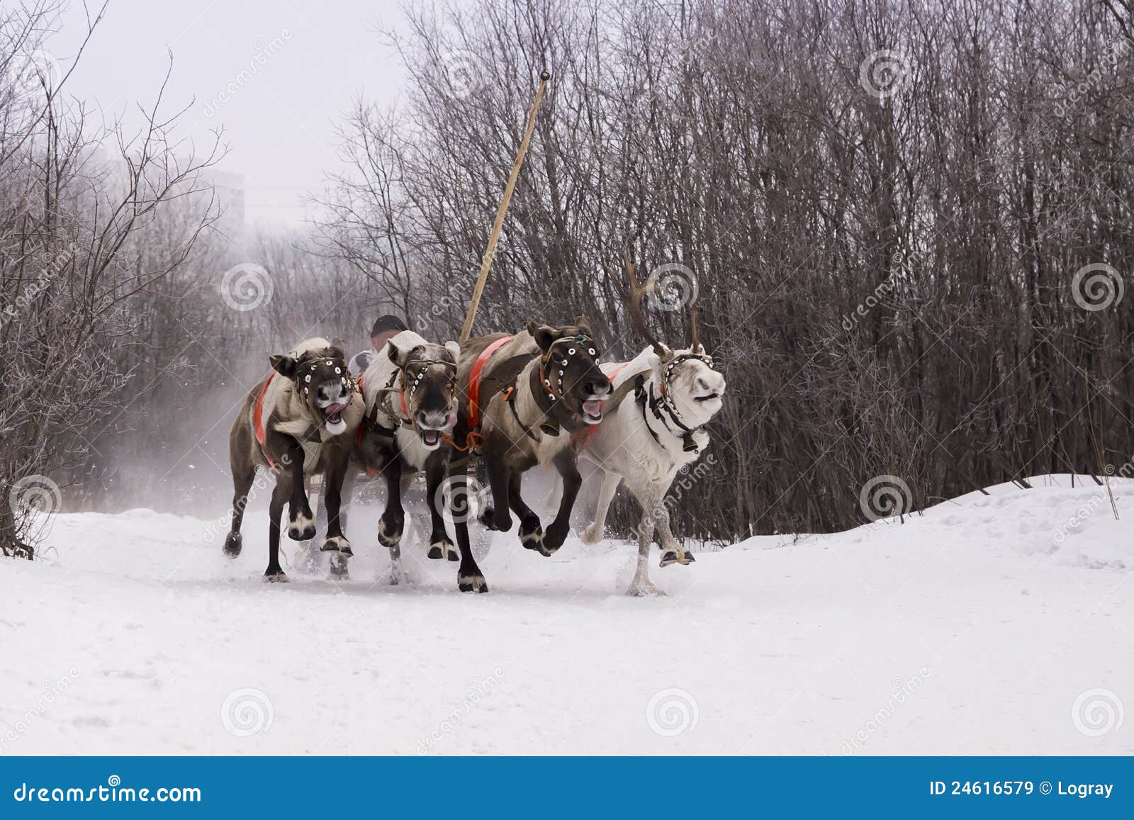 team of rein-deers skims over the snow path.