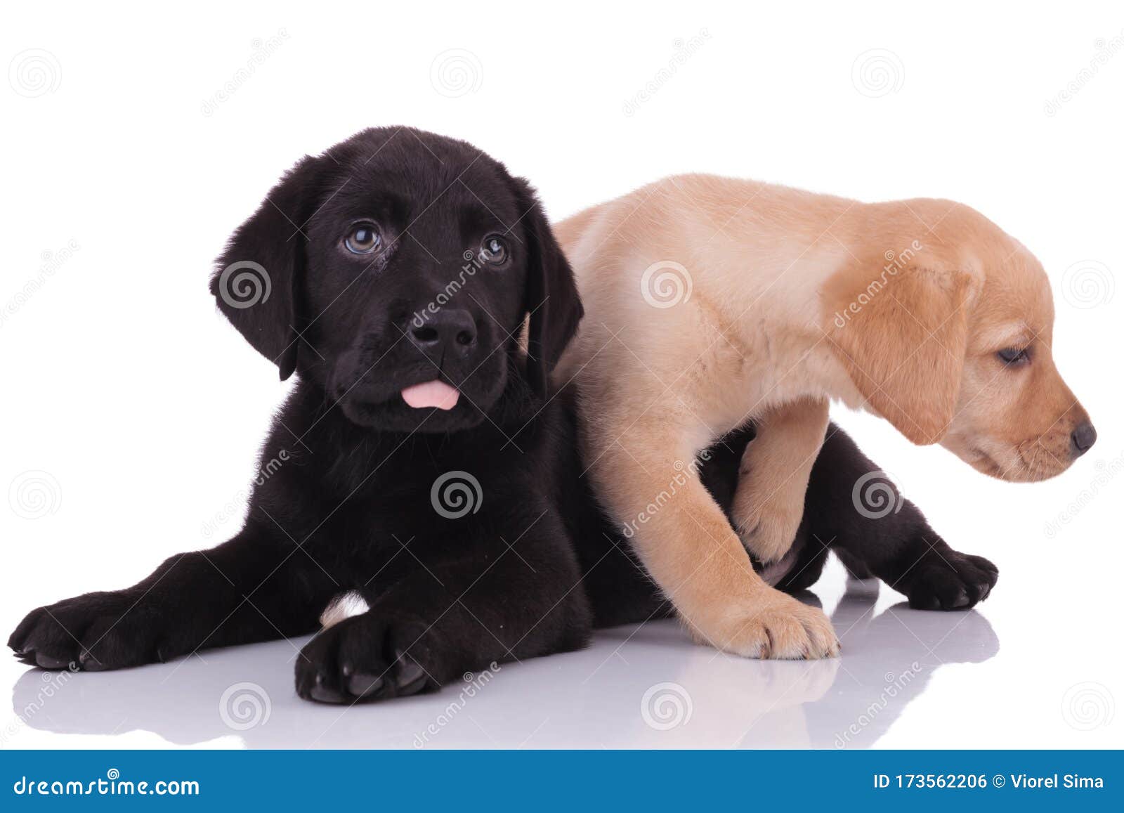 Team Of Two Labradors Retrievers Panting On White Background Stock