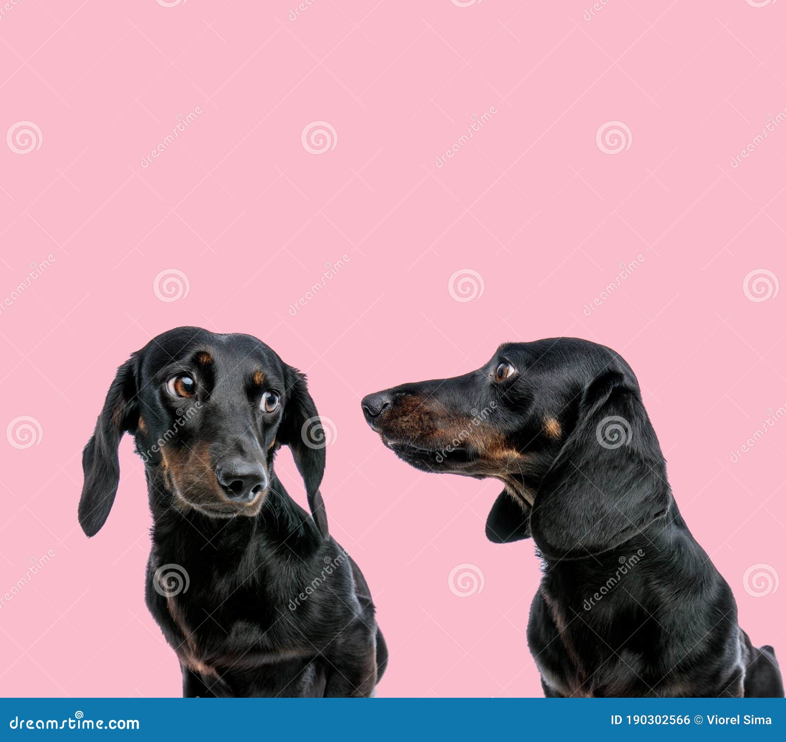 Chiếc áo phông hồng tươi trẻ cùng hai chú chó Teckel Dachshund đáng yêu và đồng đội của chúng, sẽ khiến bạn cảm thấy rất thú vị. Bạn có thể thấy sự đoàn kết cùng hàng loạt các ứng viên trong nhóm, đều đồng lòng và hy vọng sẽ cùng chiến thắng trong mùa giải này. Hãy đến và khám phá ngay nhé!