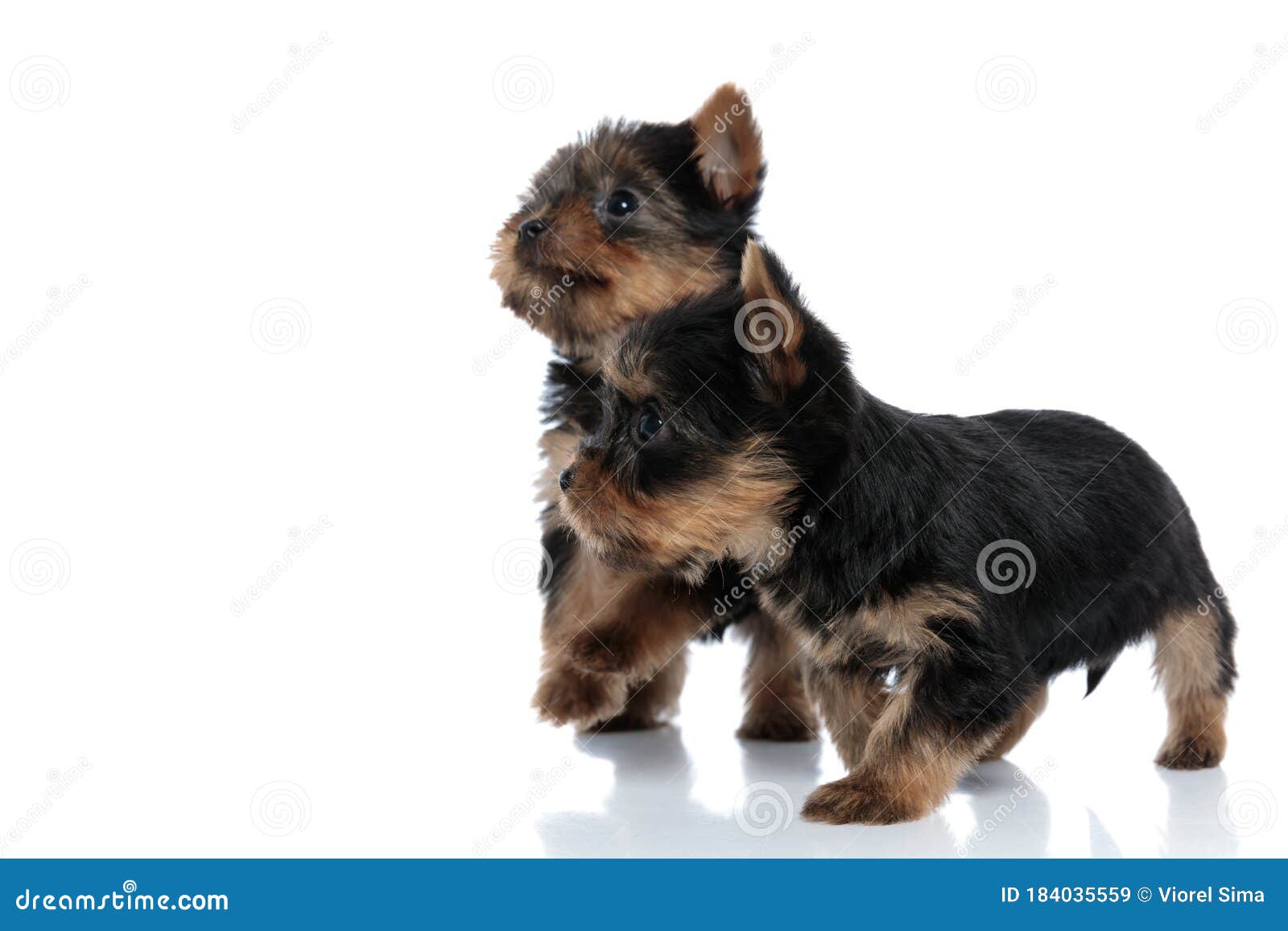 Team Of Two Yorkshire Terrier Jumping And Walking Stock Image Image