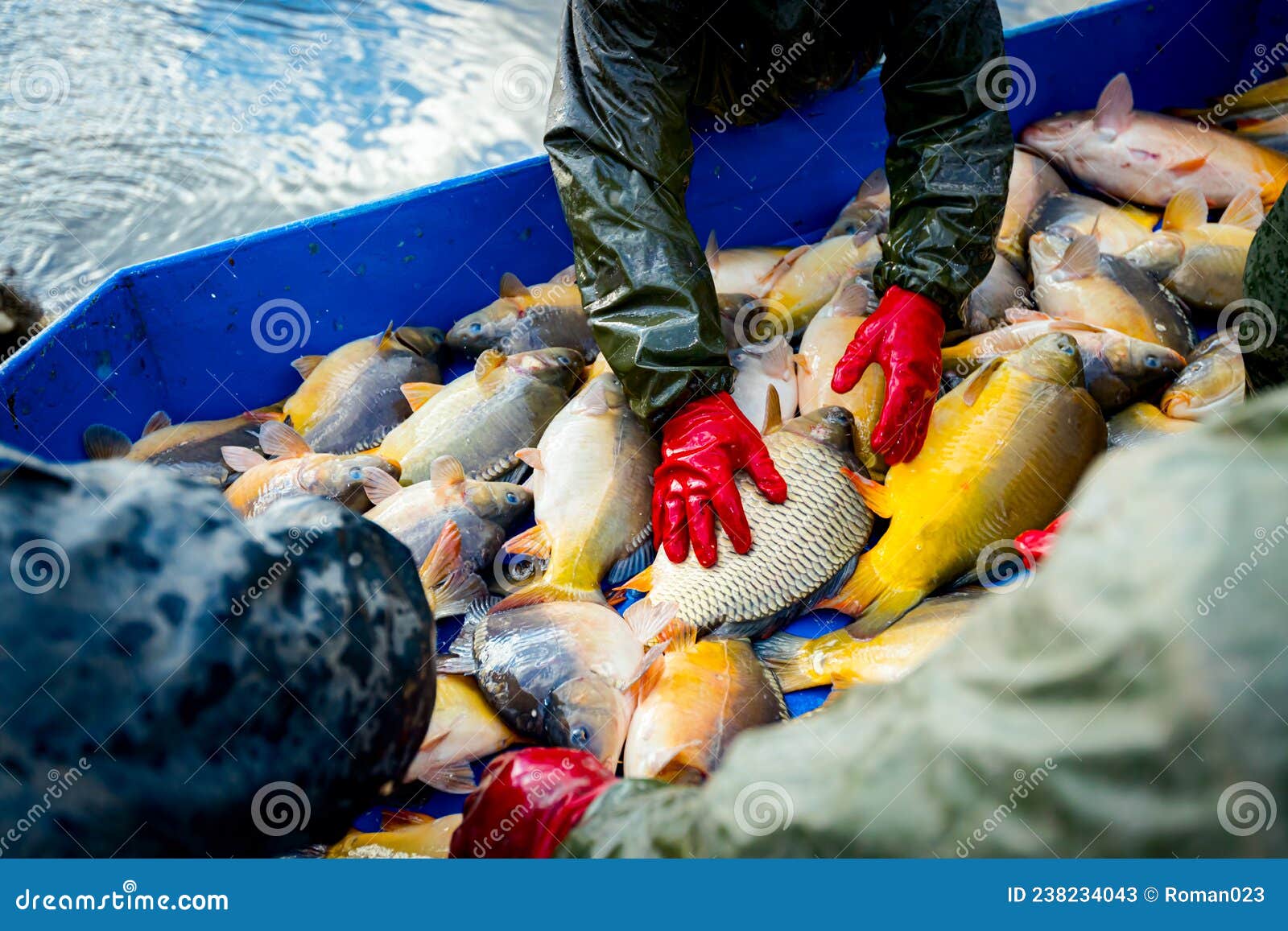 Fishermen in Waterproof Overalls Sorting Fish from Fishpond