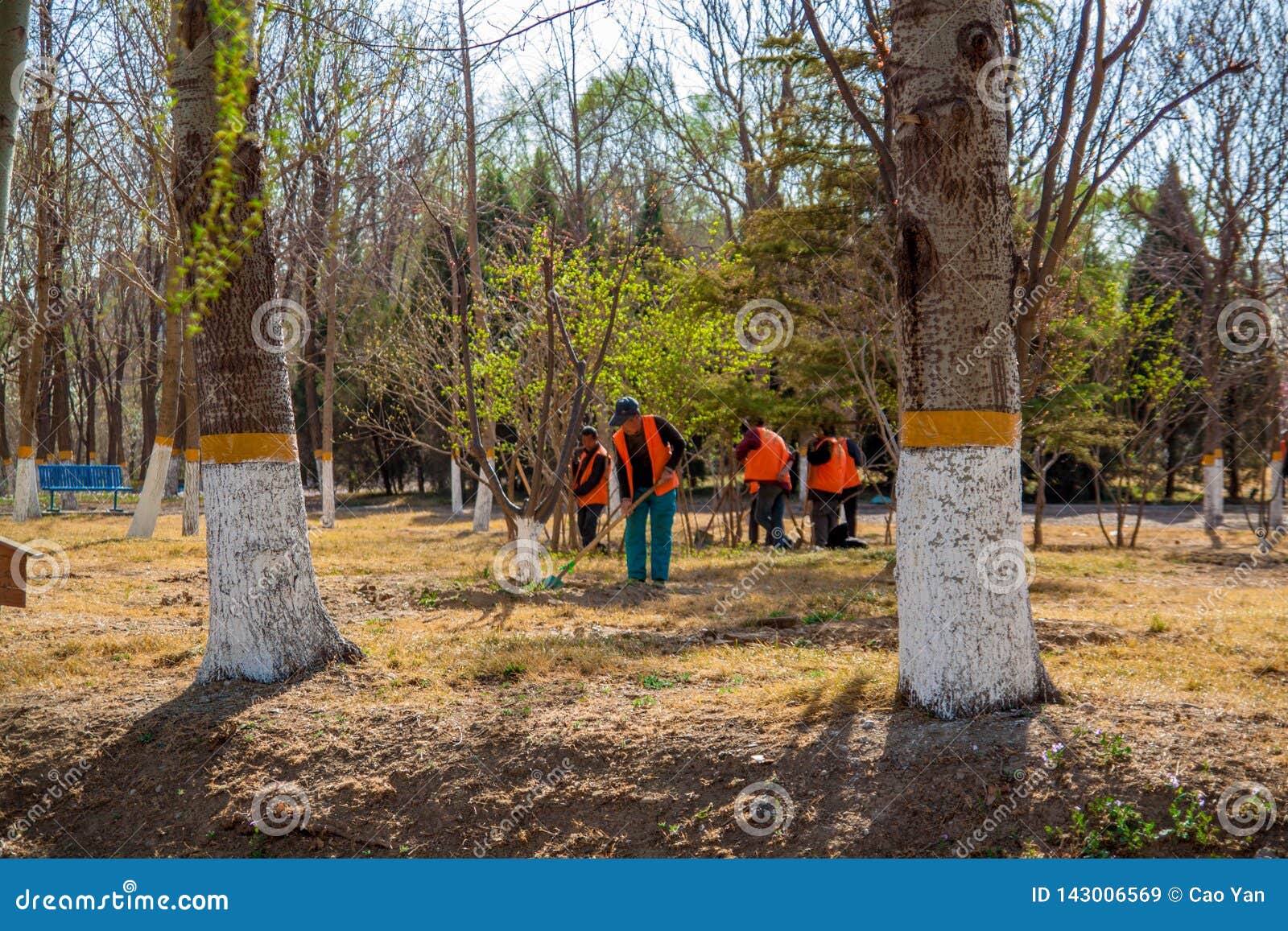 Team of Workers Ready To Start Planting Trees with Their Shovels on a