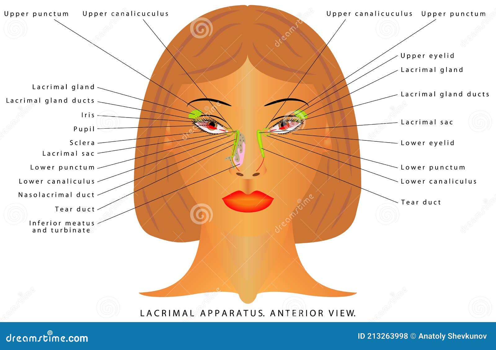 Tear gland anatomy stock vector. Illustration of anatomy 213263998