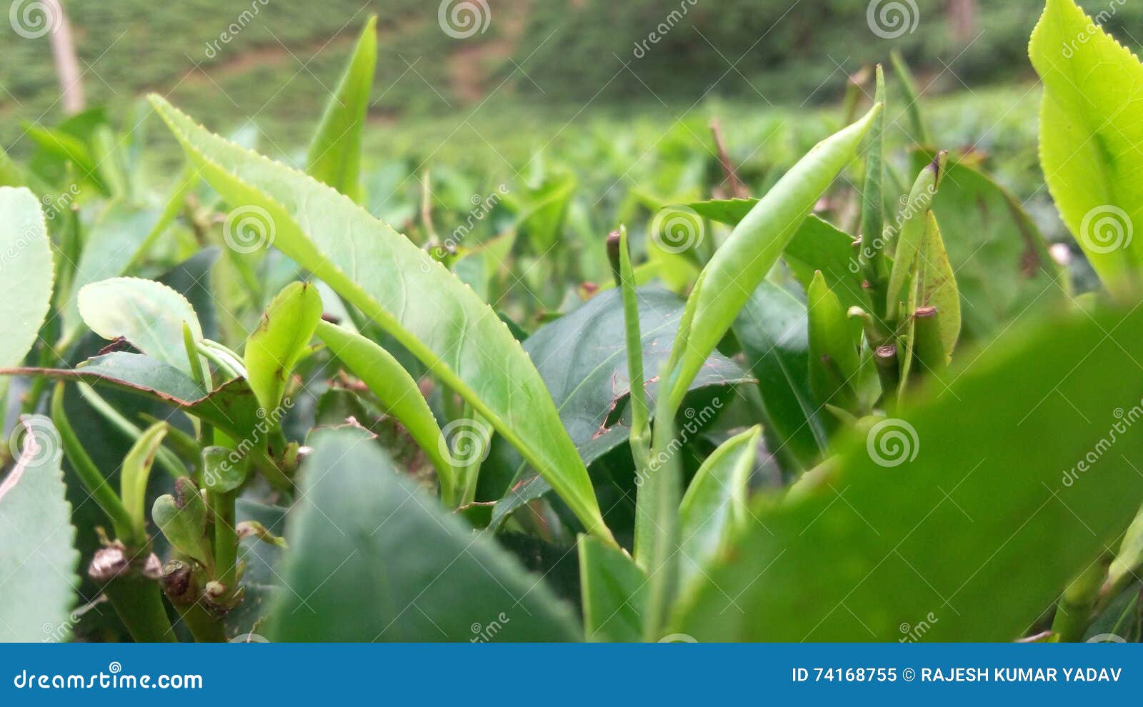 Teblad från en teträdgård