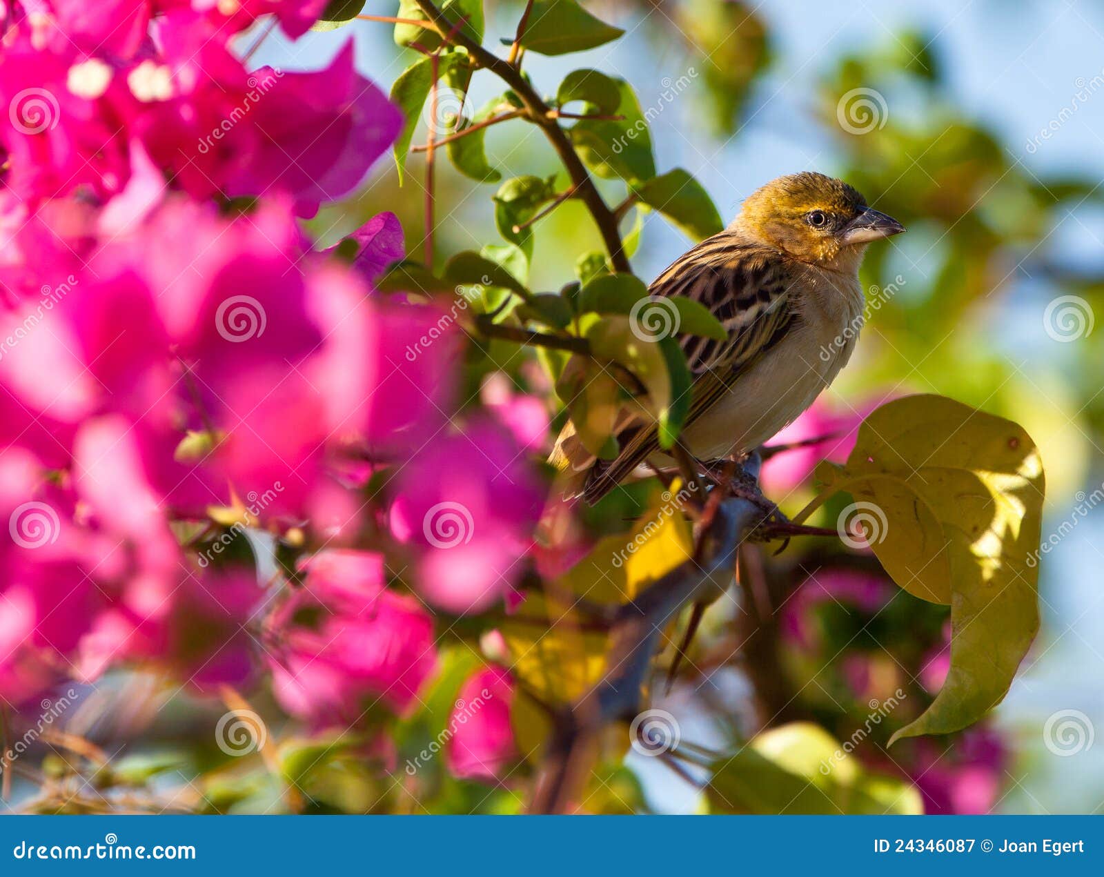 Tecelão mascarado do norte com flor. Um tecelão mascarado do norte (taeniopterus do Ploceus) senta-se em uma planta do Bougainvillea, as cores roxas bonitas das flores contrasta com a plumagem simples do pássaro.