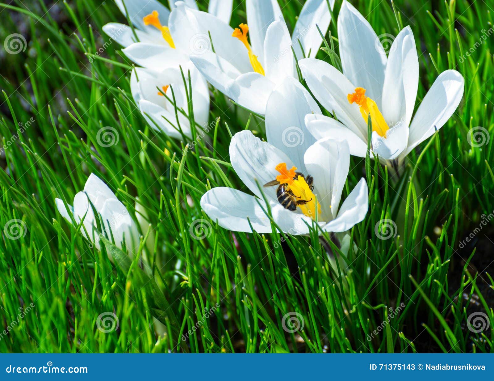 Teceu O Açafrão Do Branco Da Flor Imagem de Stock - Imagem de jardim,  perenes: 71375143