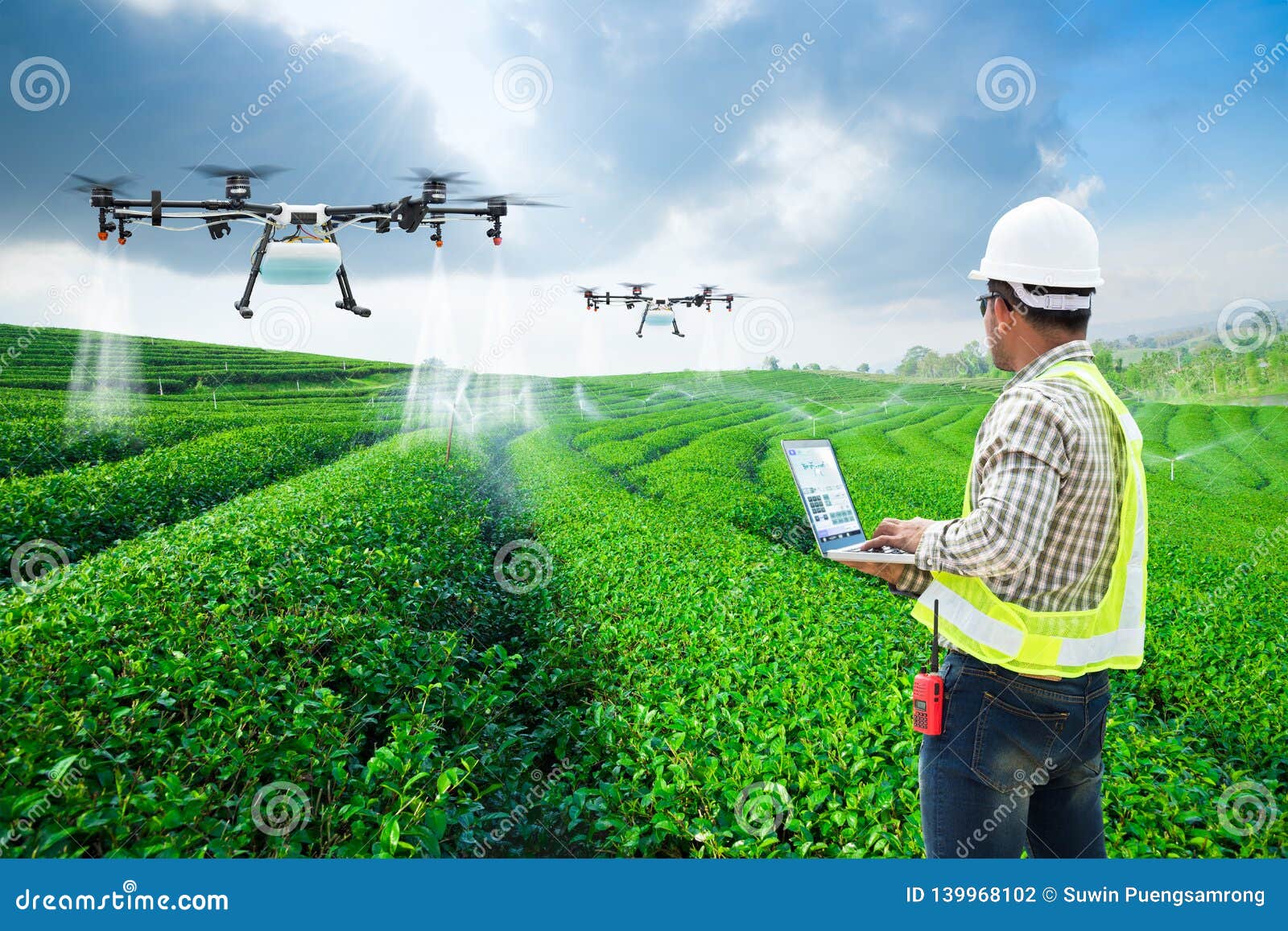 .technician farmer use wifi computer control agriculture drone fly to sprayed fertilizer on the green tea fields, smart farm 4.0